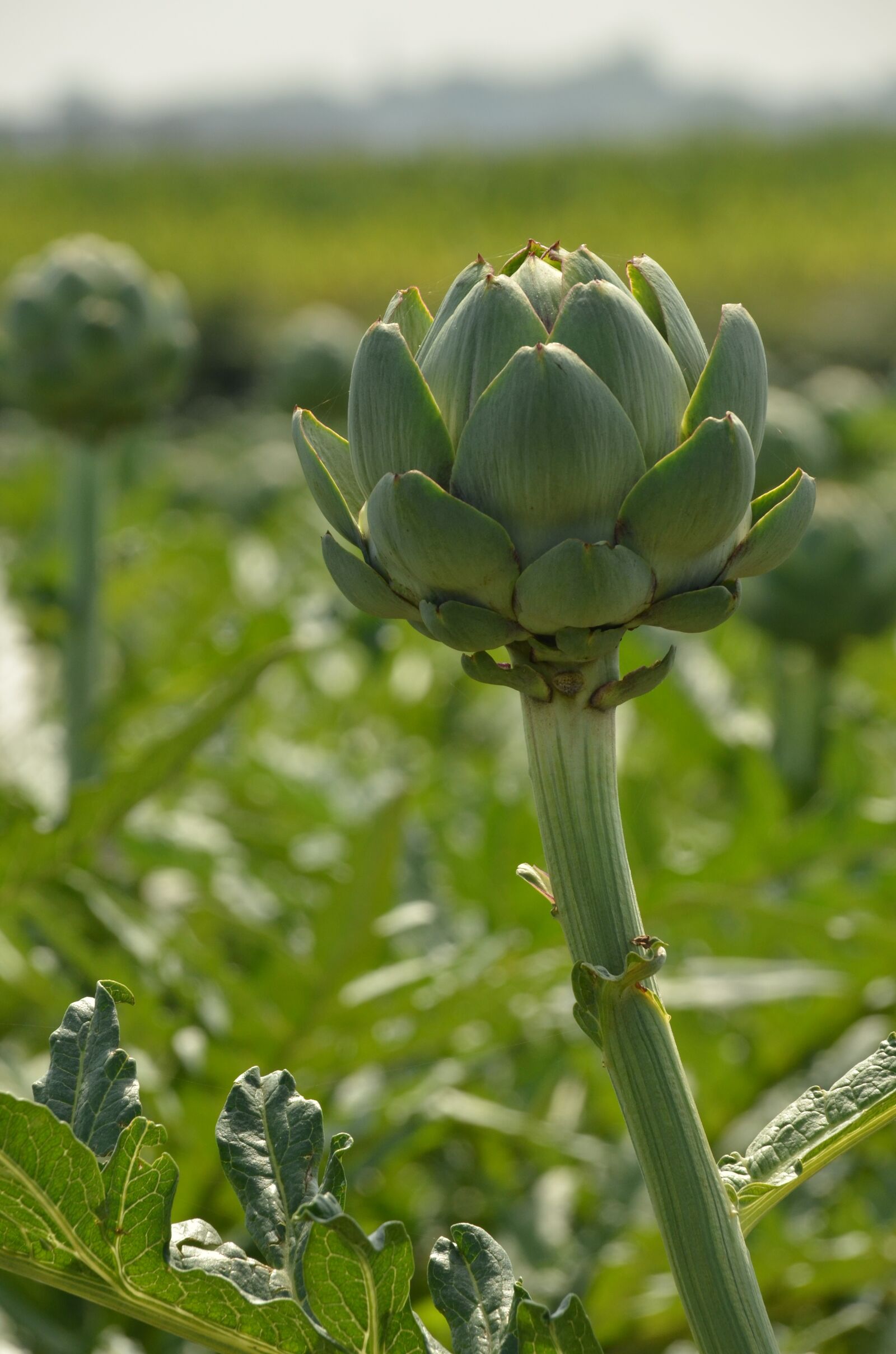 Nikon D7000 sample photo. Artichoke, vegetable, agricultural photography