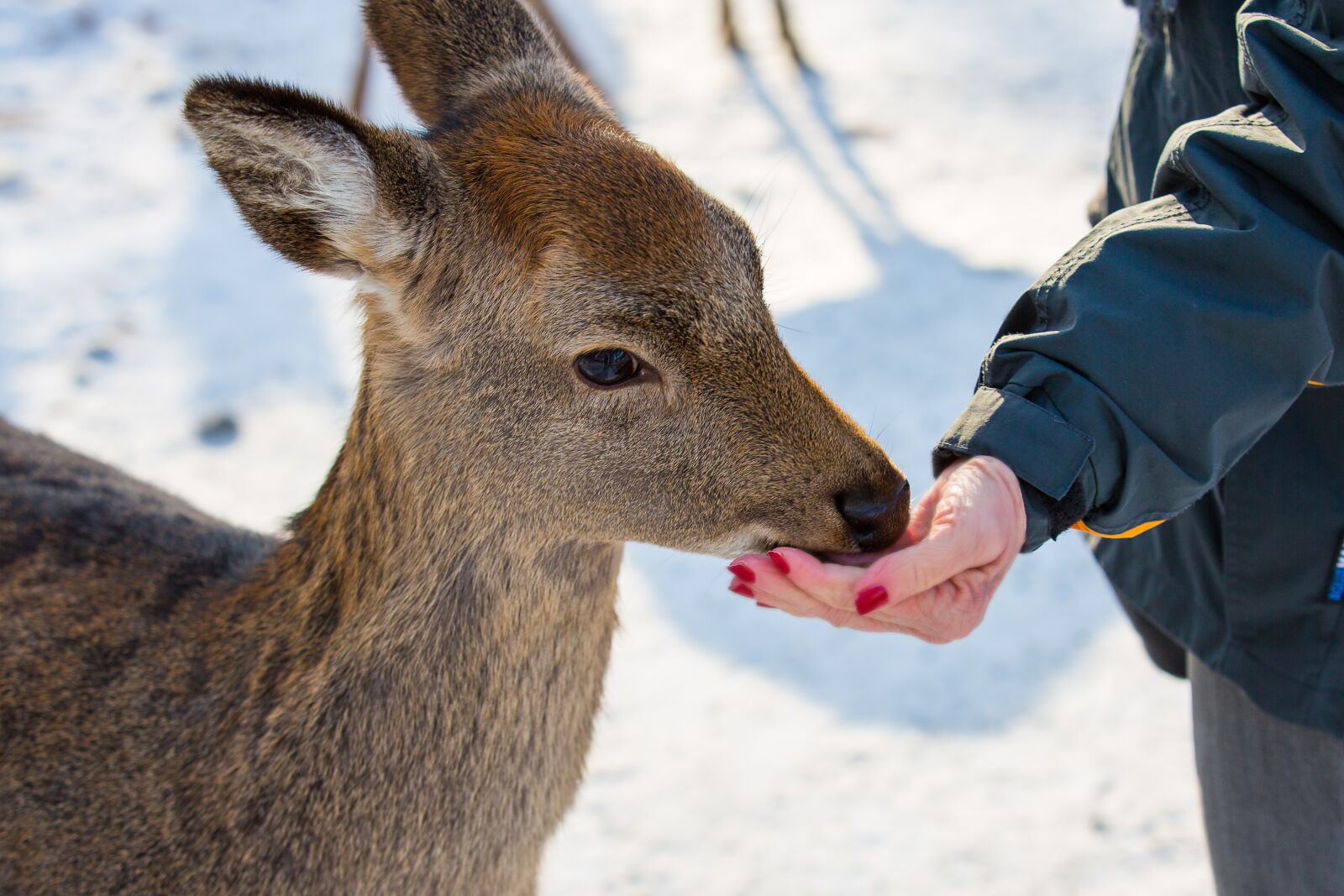 Canon EOS 5D Mark III sample photo. Feed, food, feeding photography