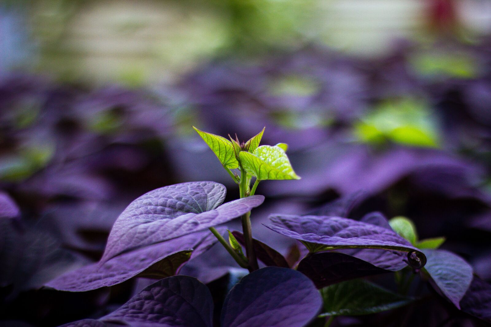 Canon EF 50mm F1.8 STM sample photo. Plant, nature, green photography