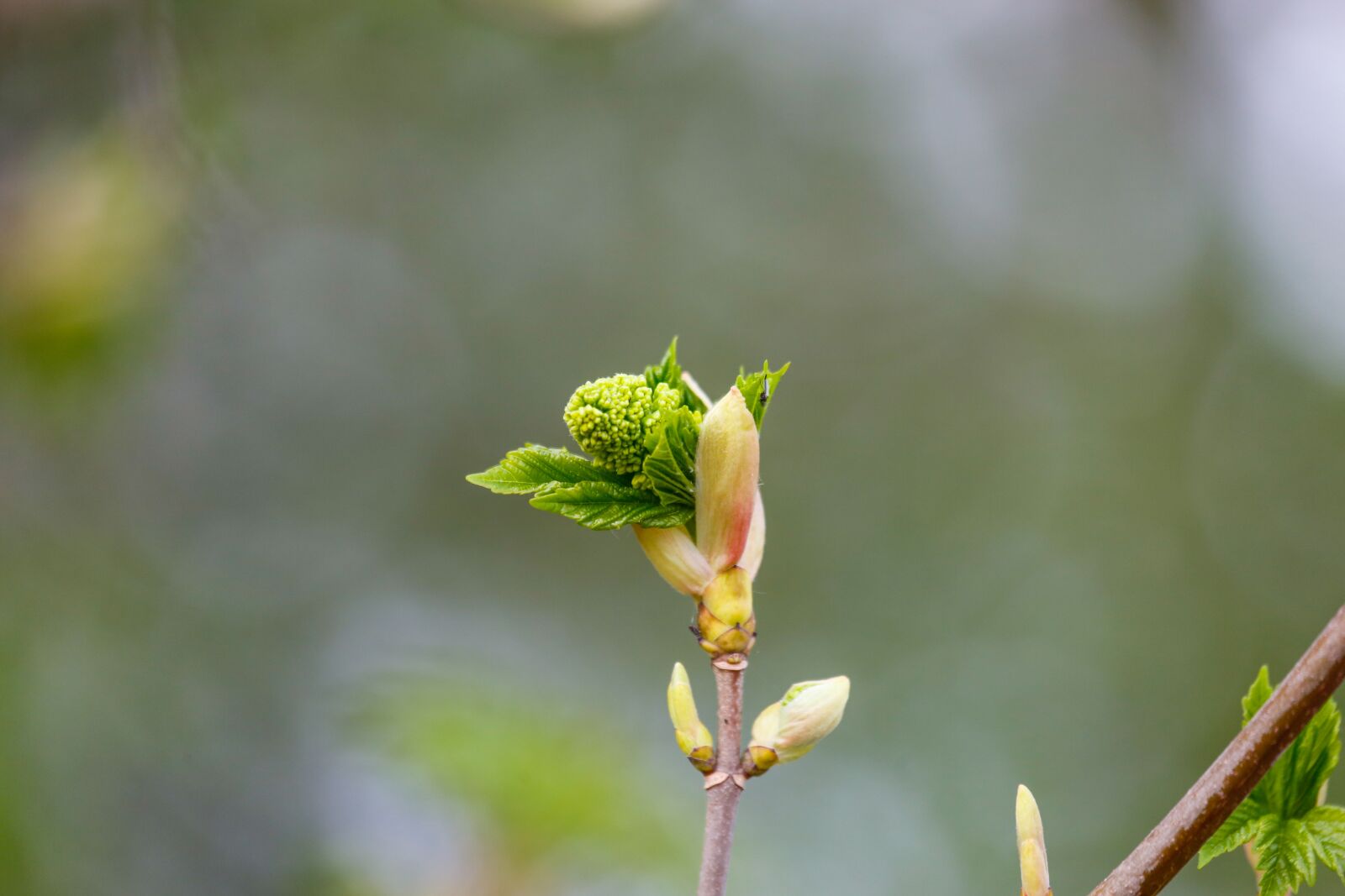 Canon EF 100-400mm F4.5-5.6L IS USM sample photo. Spring, flowers, scion photography