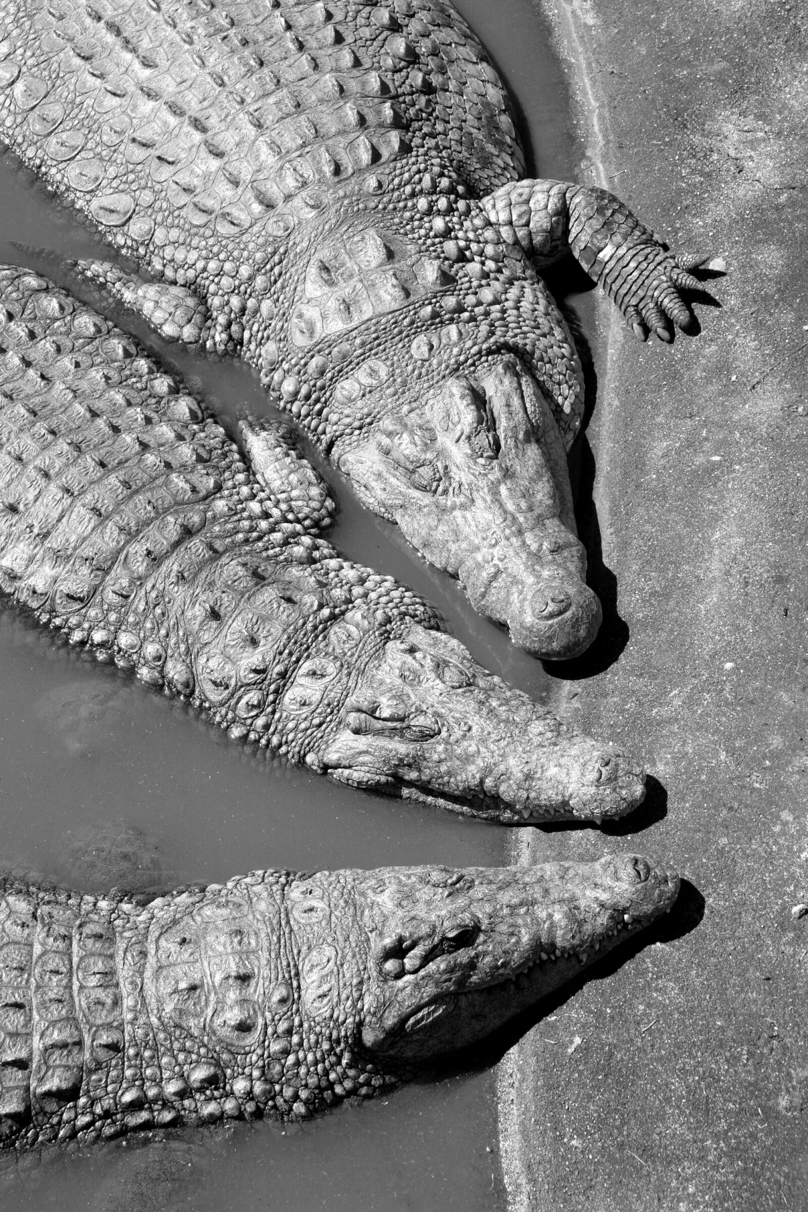 Canon EOS 20D sample photo. Water, wildlife, crocodile photography