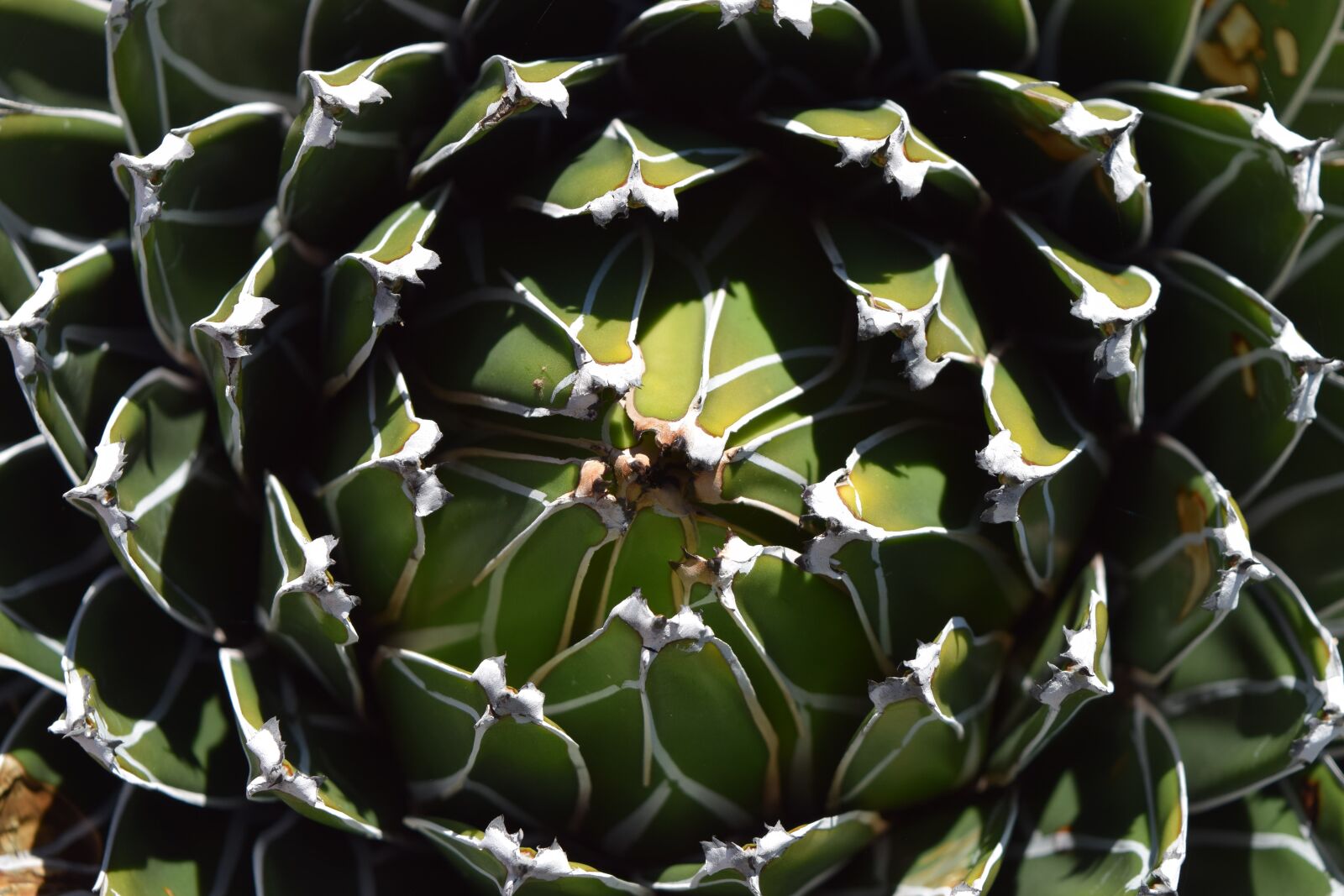 Nikon D3300 sample photo. Cactus, succulent, green photography