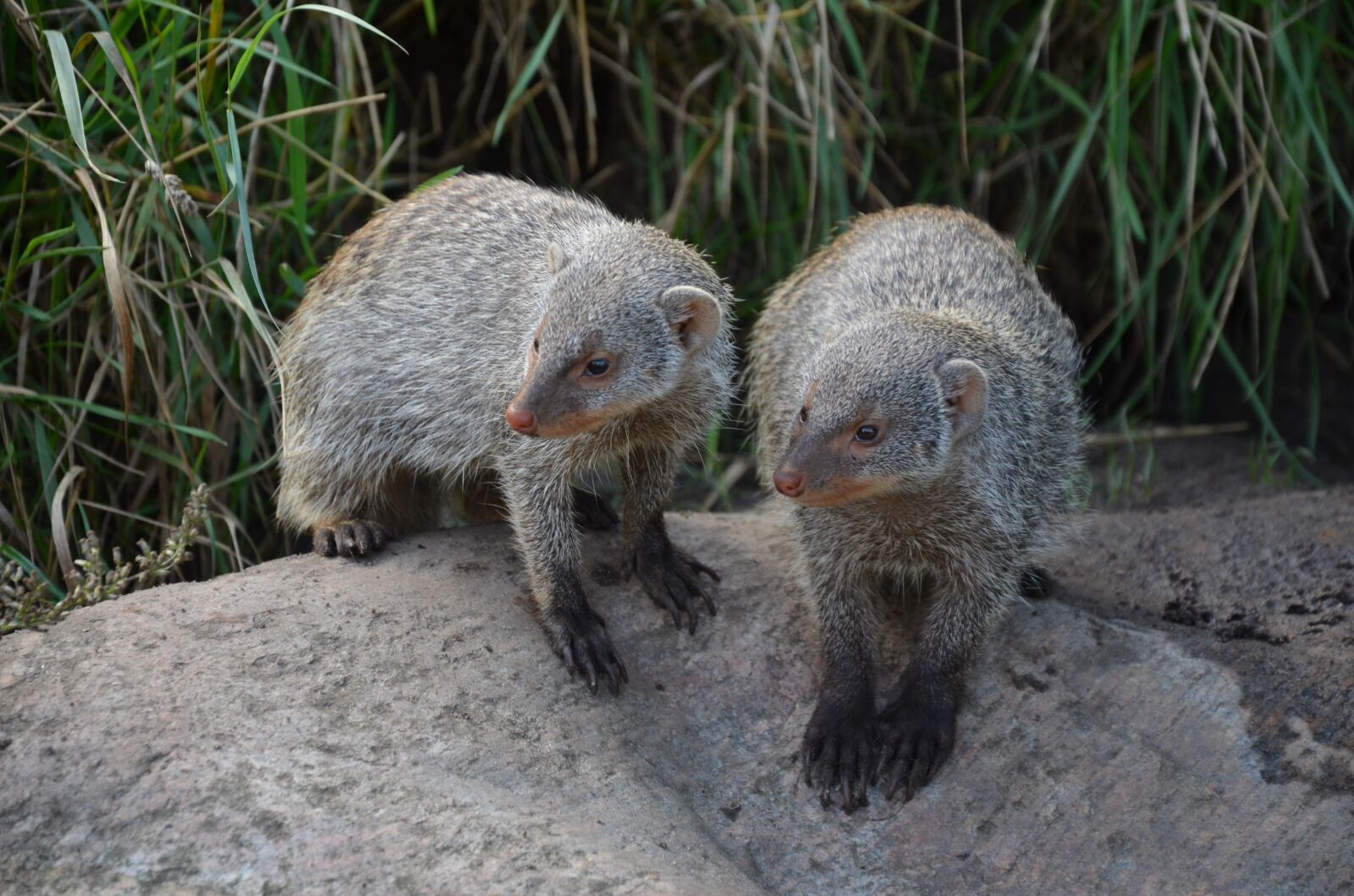 Nikon D5100 sample photo. Meerkat, mammal, cute photography
