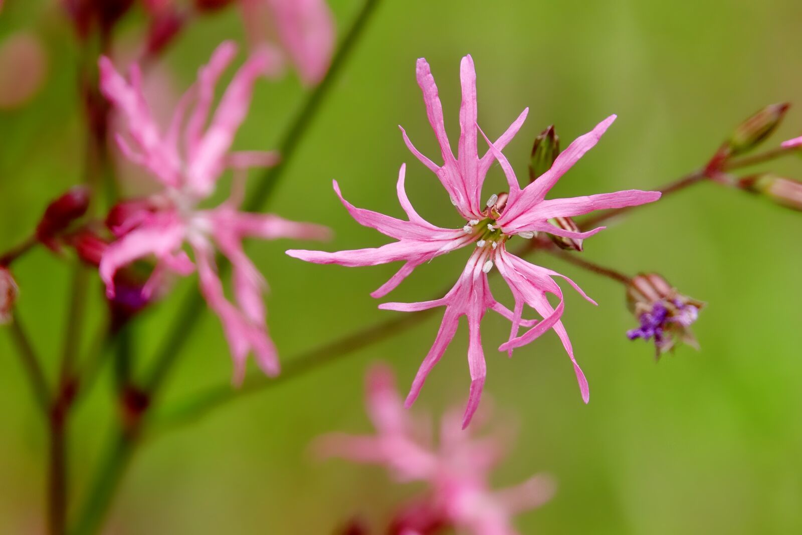 Sony Cyber-shot DSC-RX10 III sample photo. Nature, flower, plant photography