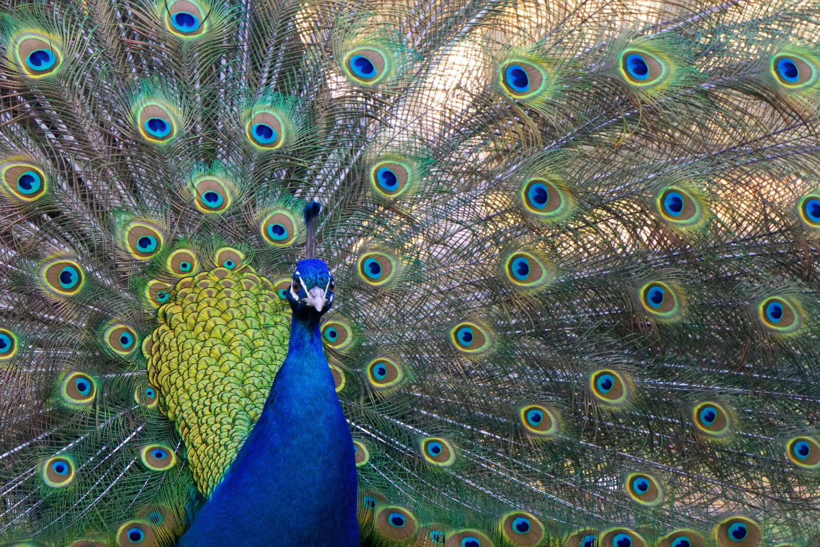 Sony a6000 sample photo. Peacock, bird, bird peacock photography
