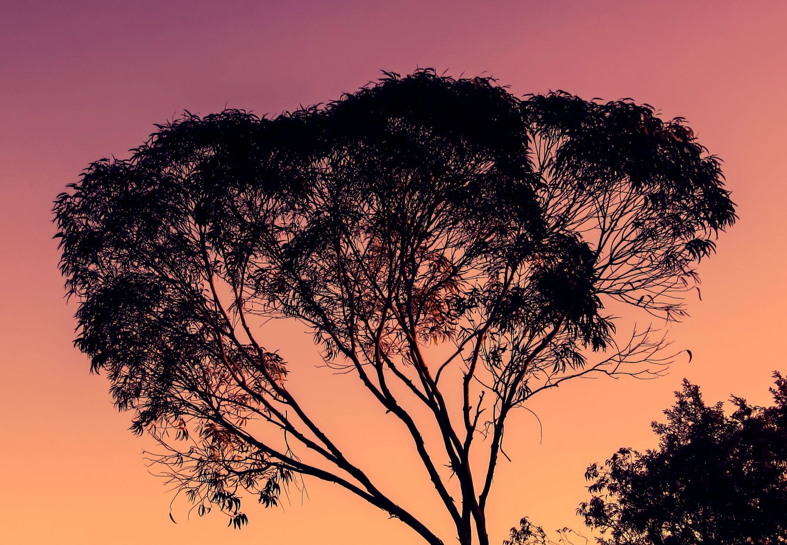 Canon PowerShot SX400 IS sample photo. Eucalyptus, tree, sunset photography