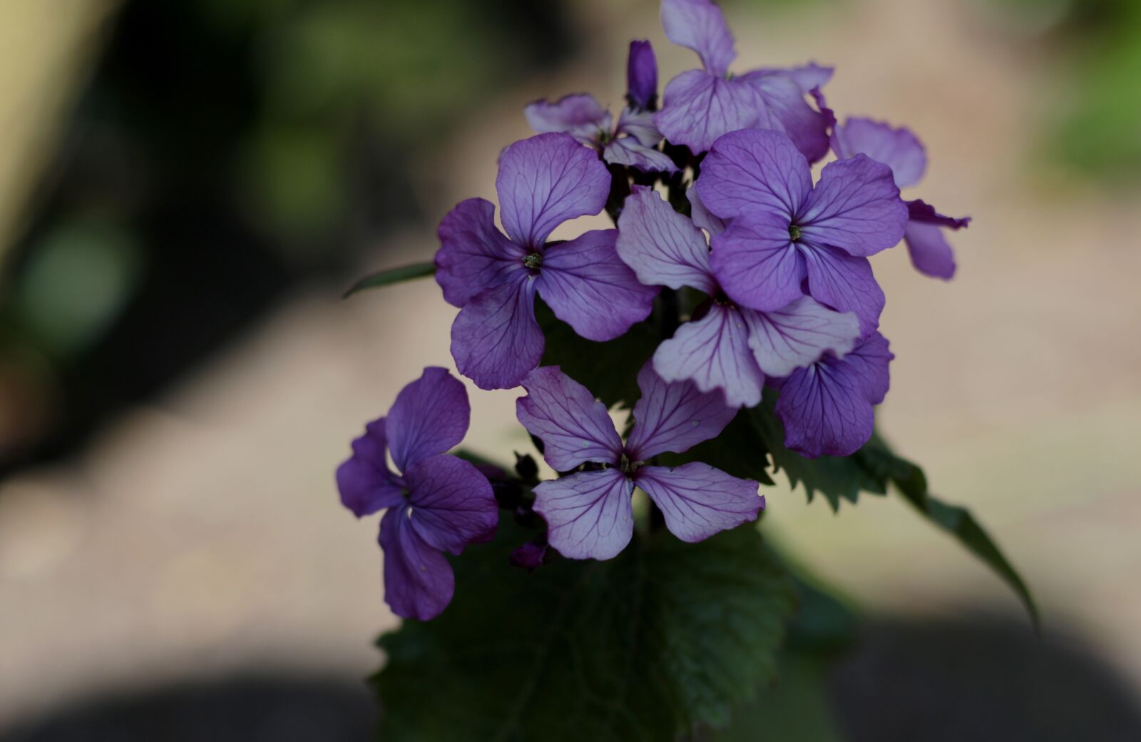 Canon EOS 7D Mark II sample photo. Lunaria annua, honesty in photography