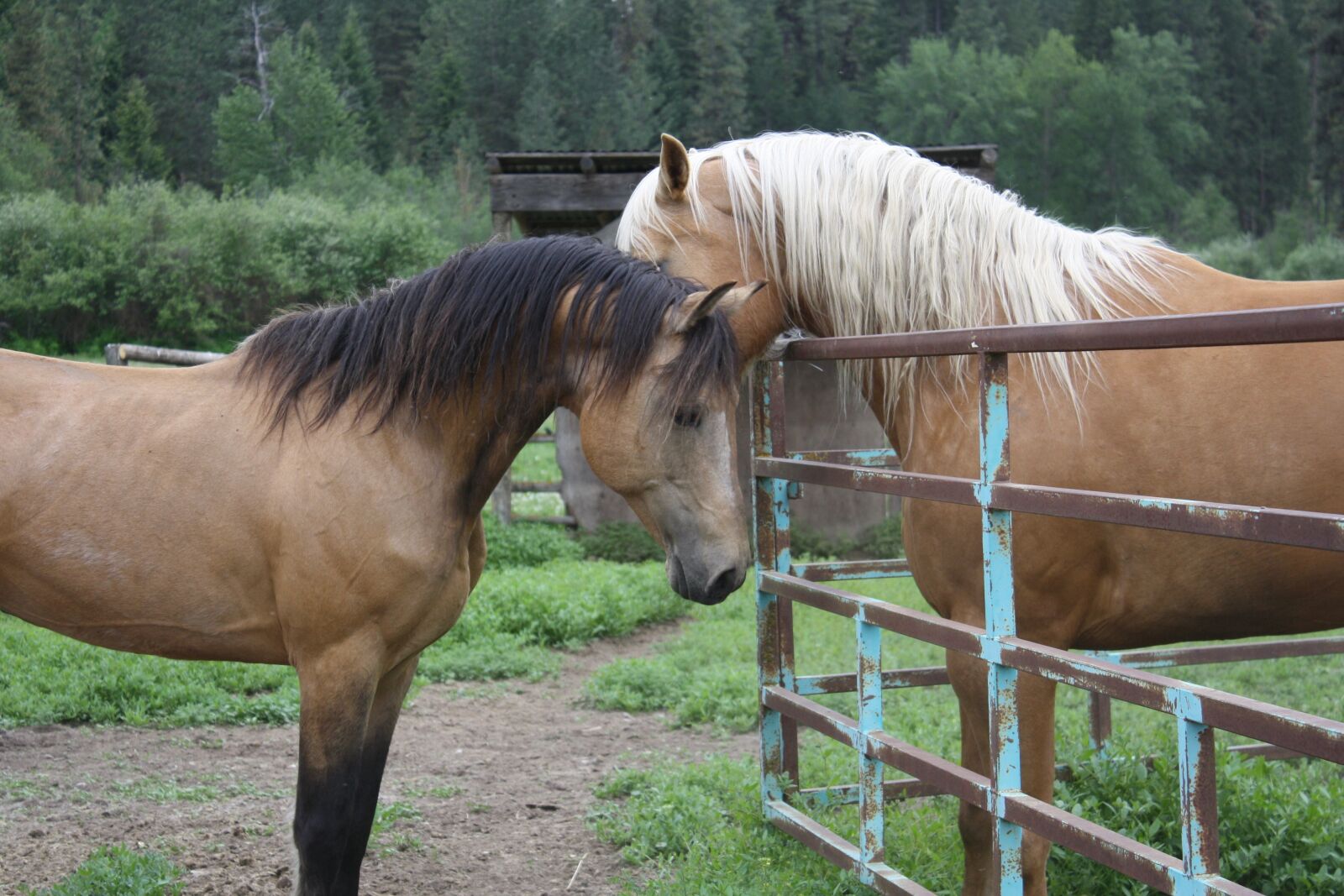 Canon EOS 1000D (EOS Digital Rebel XS / EOS Kiss F) sample photo. Horses, stallion, mare photography