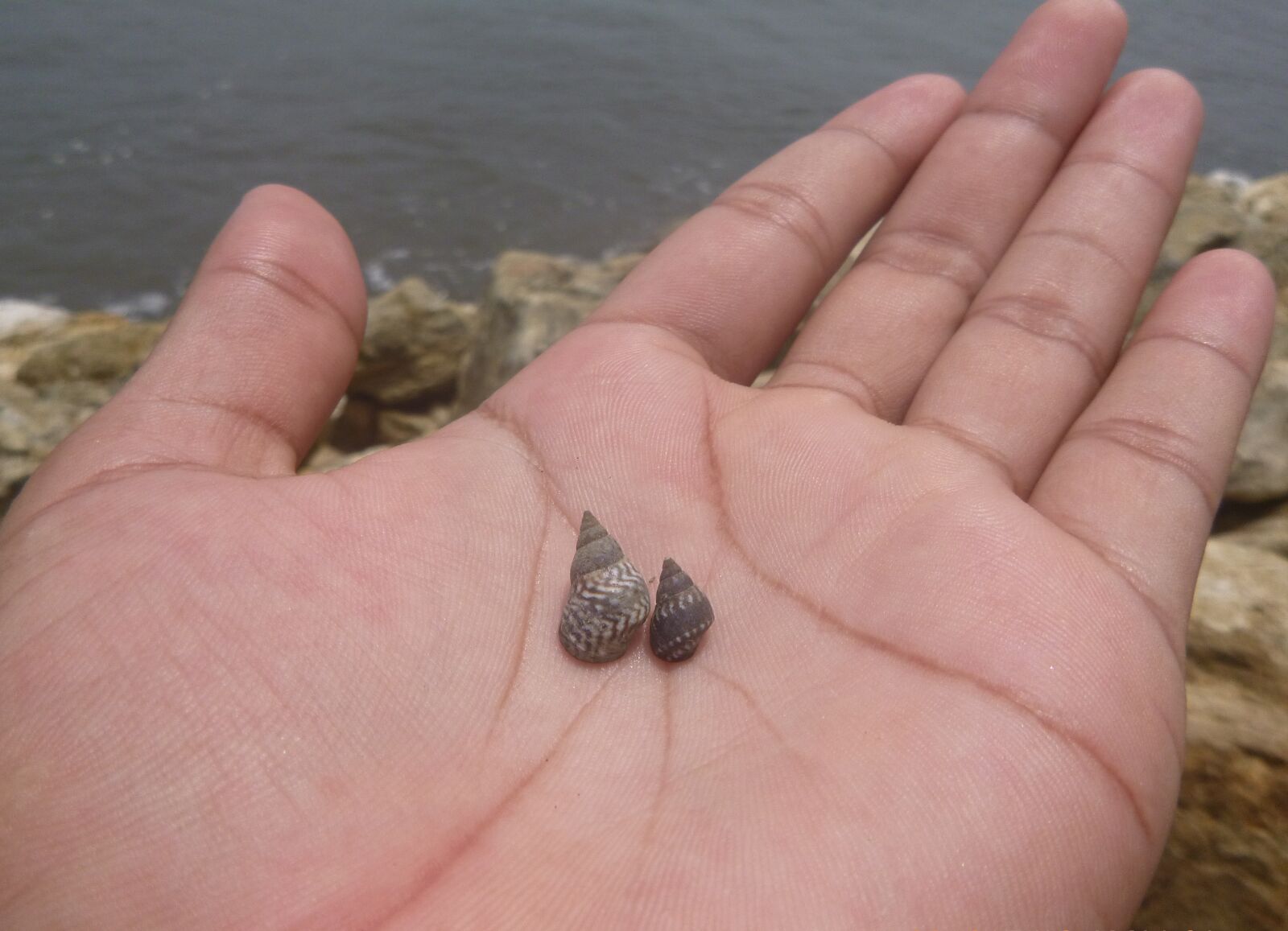 Panasonic DMC-TS20 sample photo. Hand, snail, beach photography