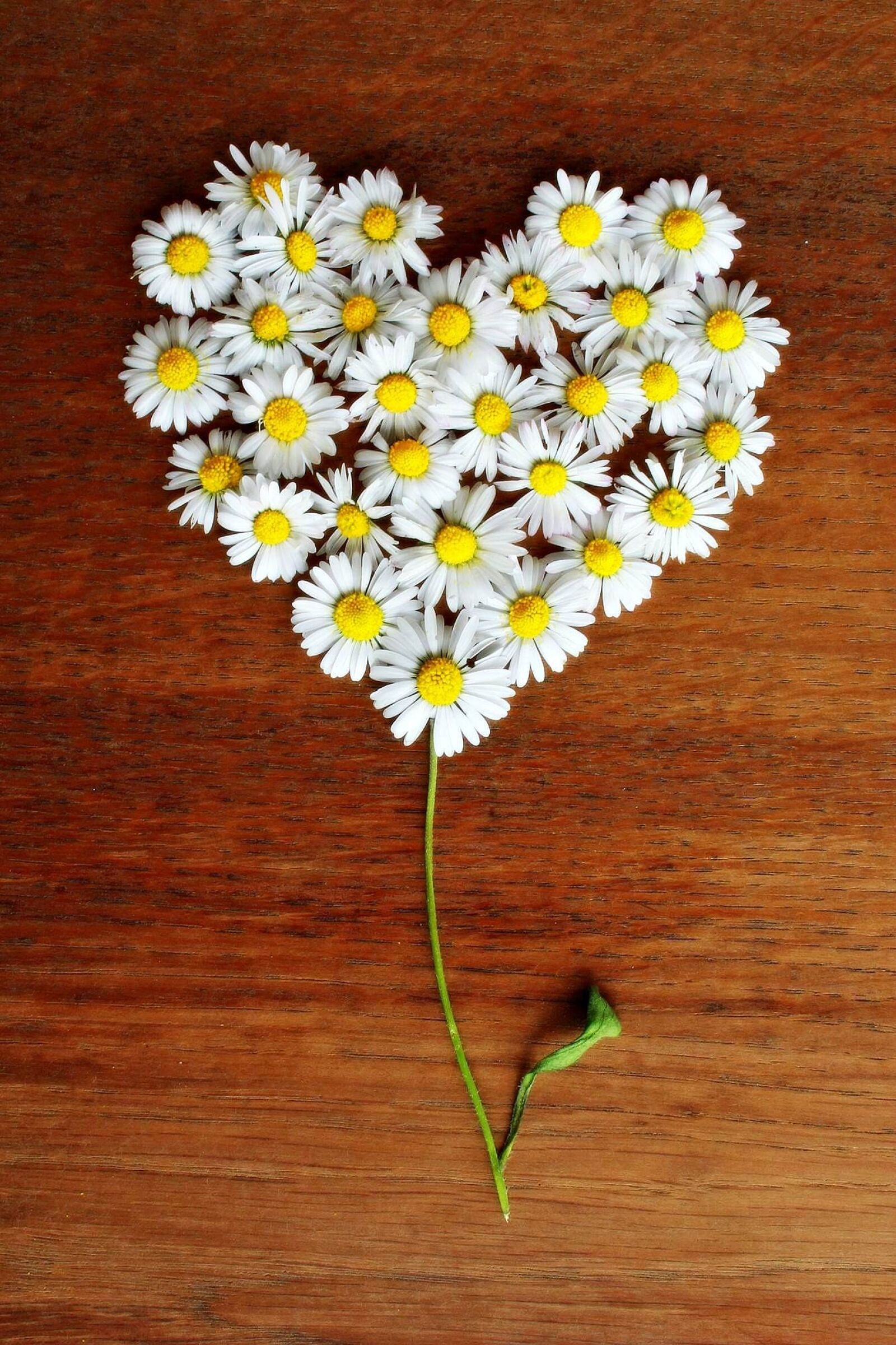 Canon EOS 1200D (EOS Rebel T5 / EOS Kiss X70 / EOS Hi) sample photo. Daisy, heart, daisy heart photography