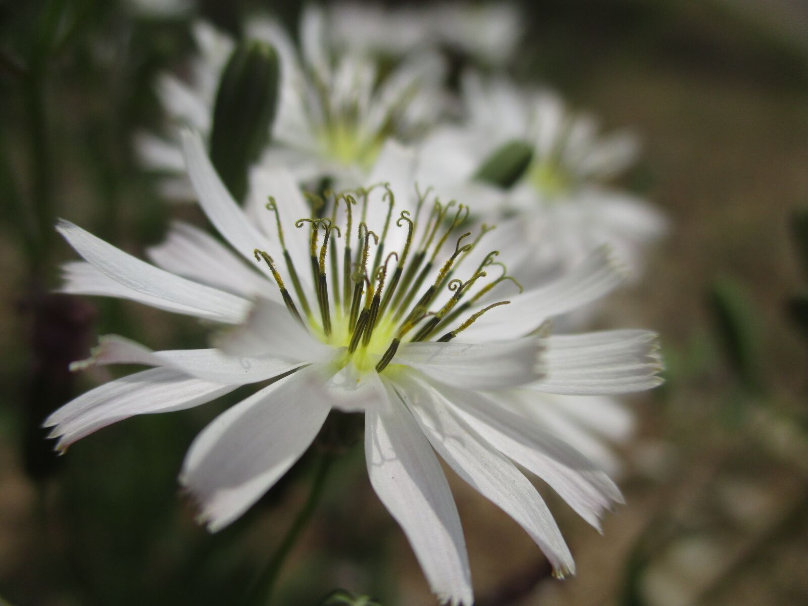 Canon PowerShot ELPH 160 (IXUS 160 / IXY 150) sample photo. Flowers, plants, spring photography