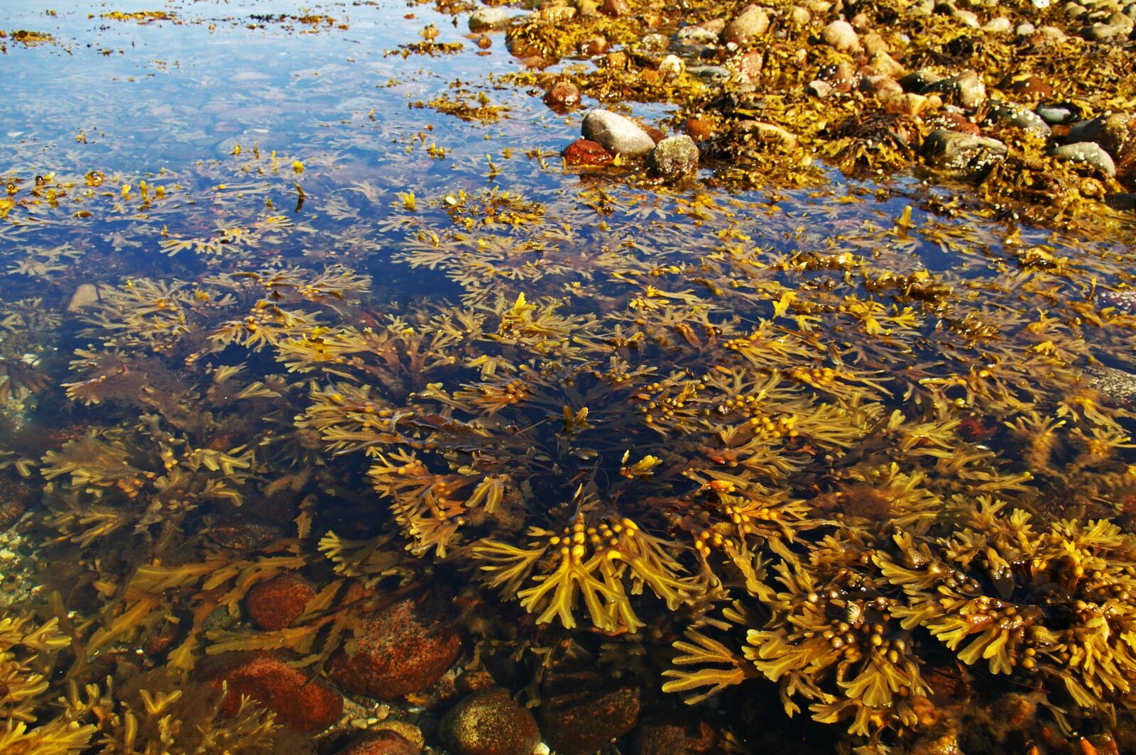 Pentax *ist DL2 sample photo. Seaweed, baltic sea, coast photography