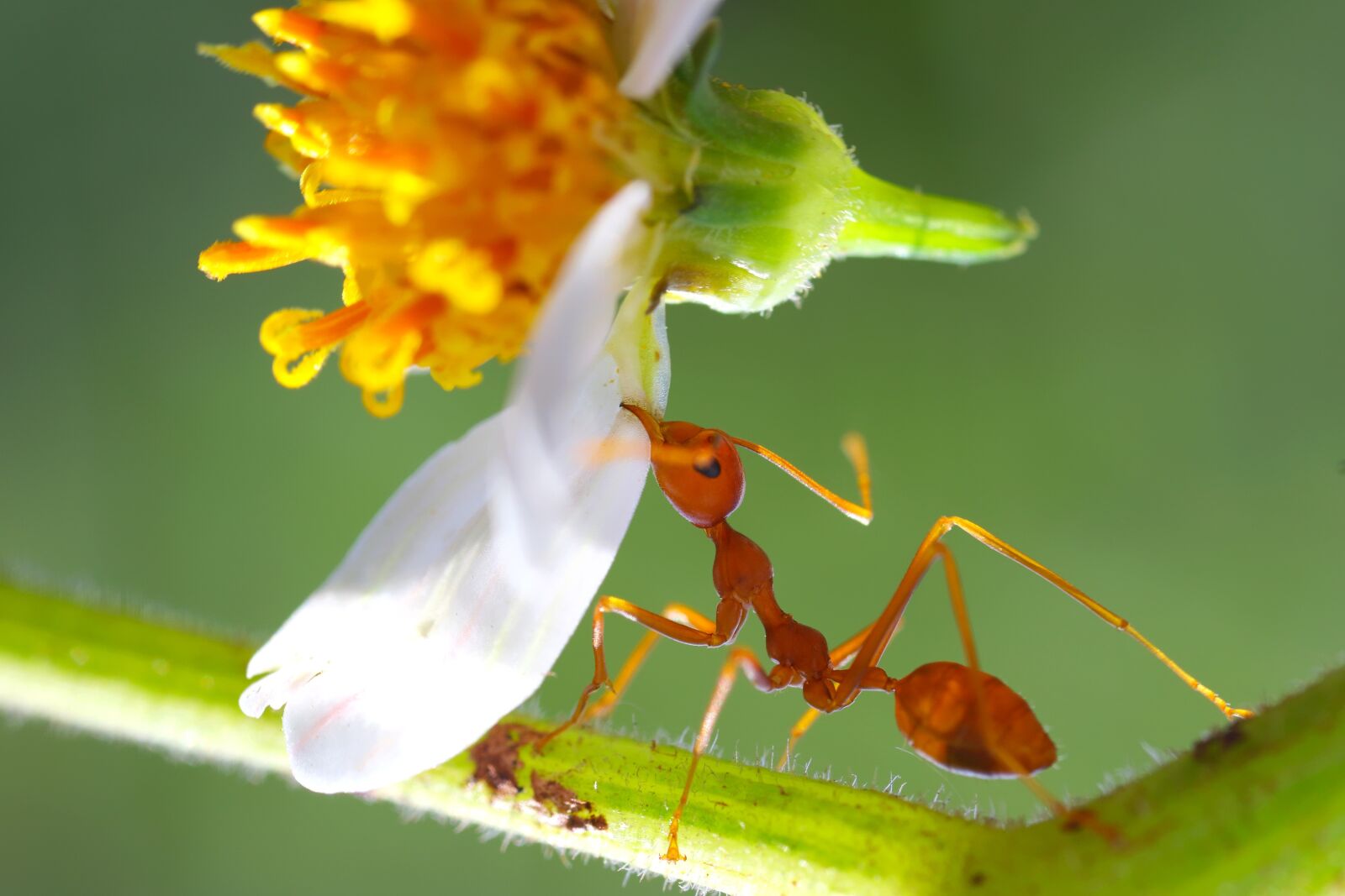 Canon EOS 7D Mark II sample photo. Insects, the, yellow ant photography