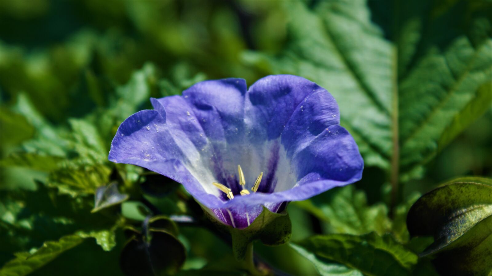 Sony Alpha DSLR-A350 sample photo. Blue, flower, vegetable photography