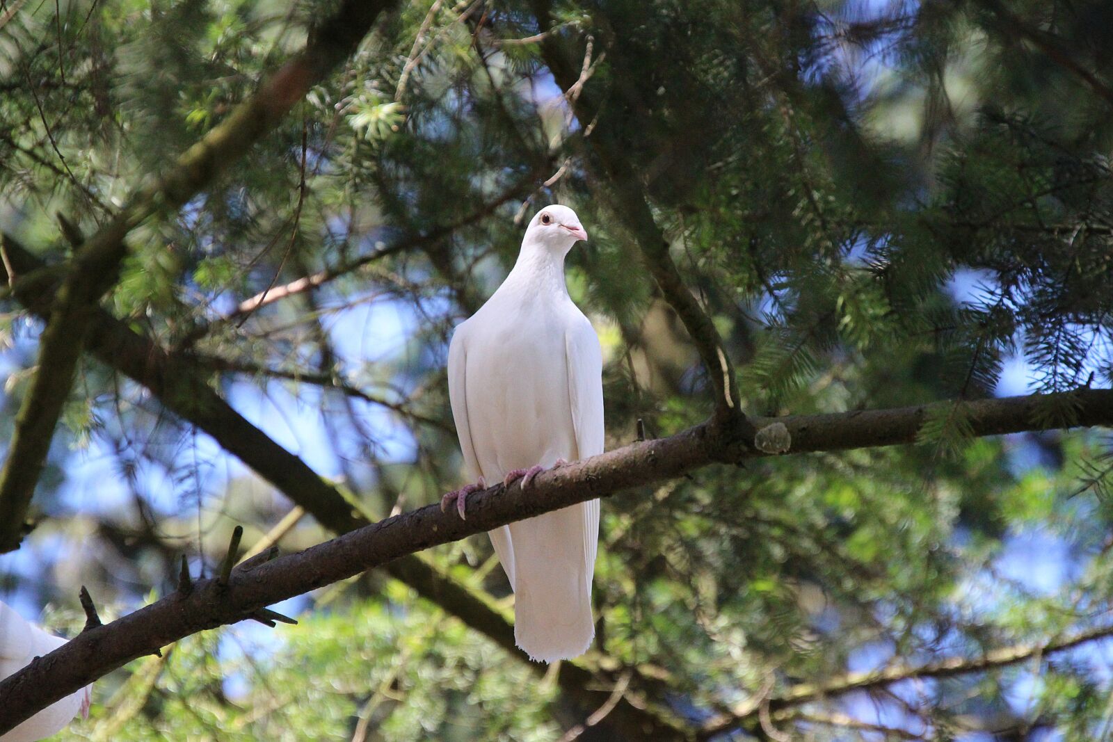 Canon EOS 700D (EOS Rebel T5i / EOS Kiss X7i) sample photo. Dove, white, nature photography