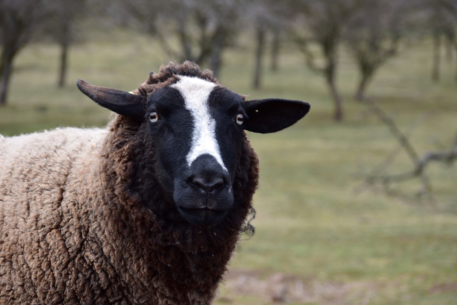 Nikon D5500 sample photo. Sheep, animal, wave photography
