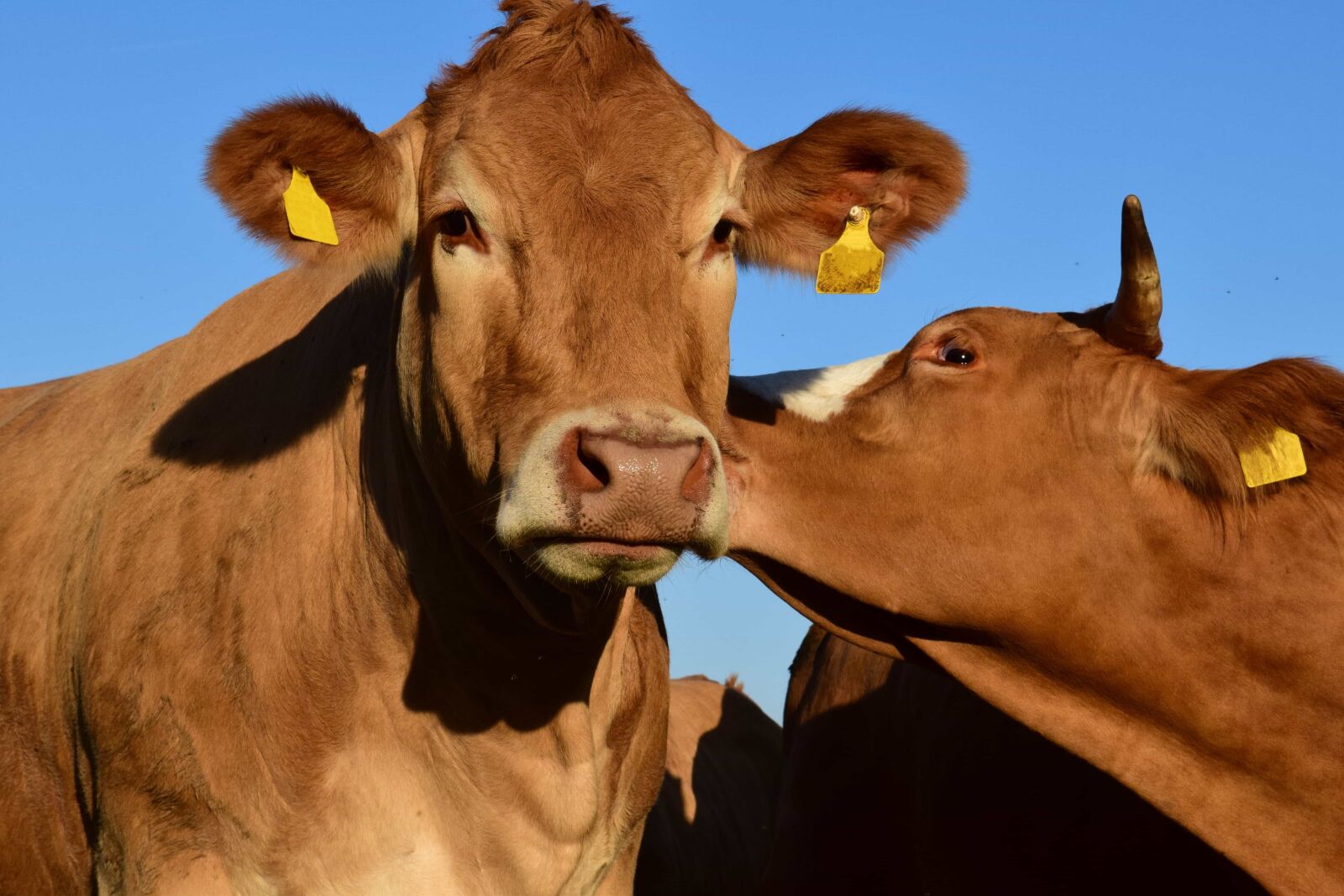 Nikon D3300 sample photo. Livestock, agriculture, bull, cattle photography