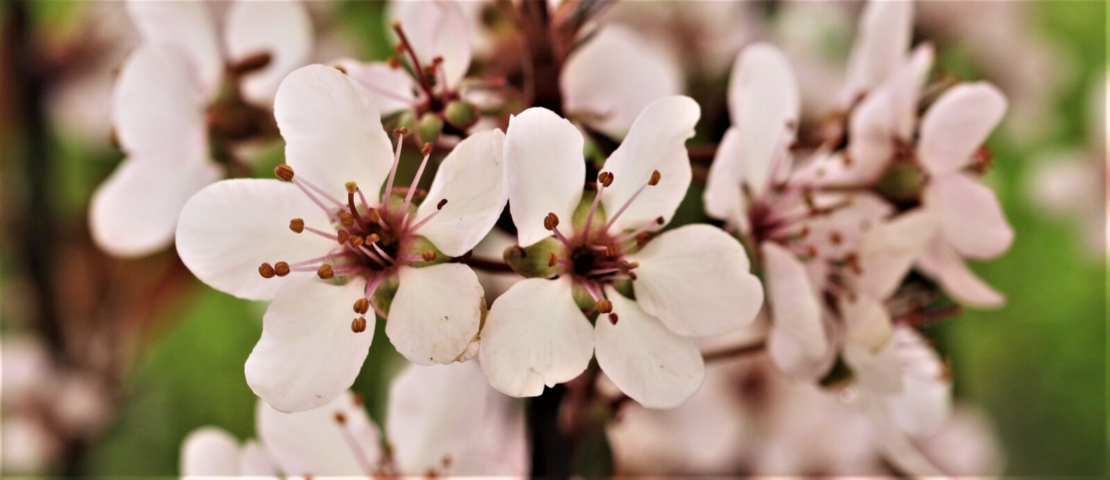 Olympus E-520 (EVOLT E-520) sample photo. Flower, nature, flora photography