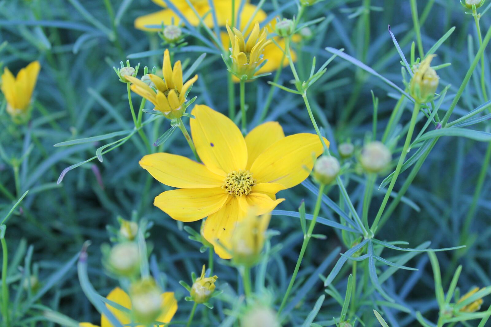 Canon EOS 1100D (EOS Rebel T3 / EOS Kiss X50) sample photo. Tickets, yellow, petals photography