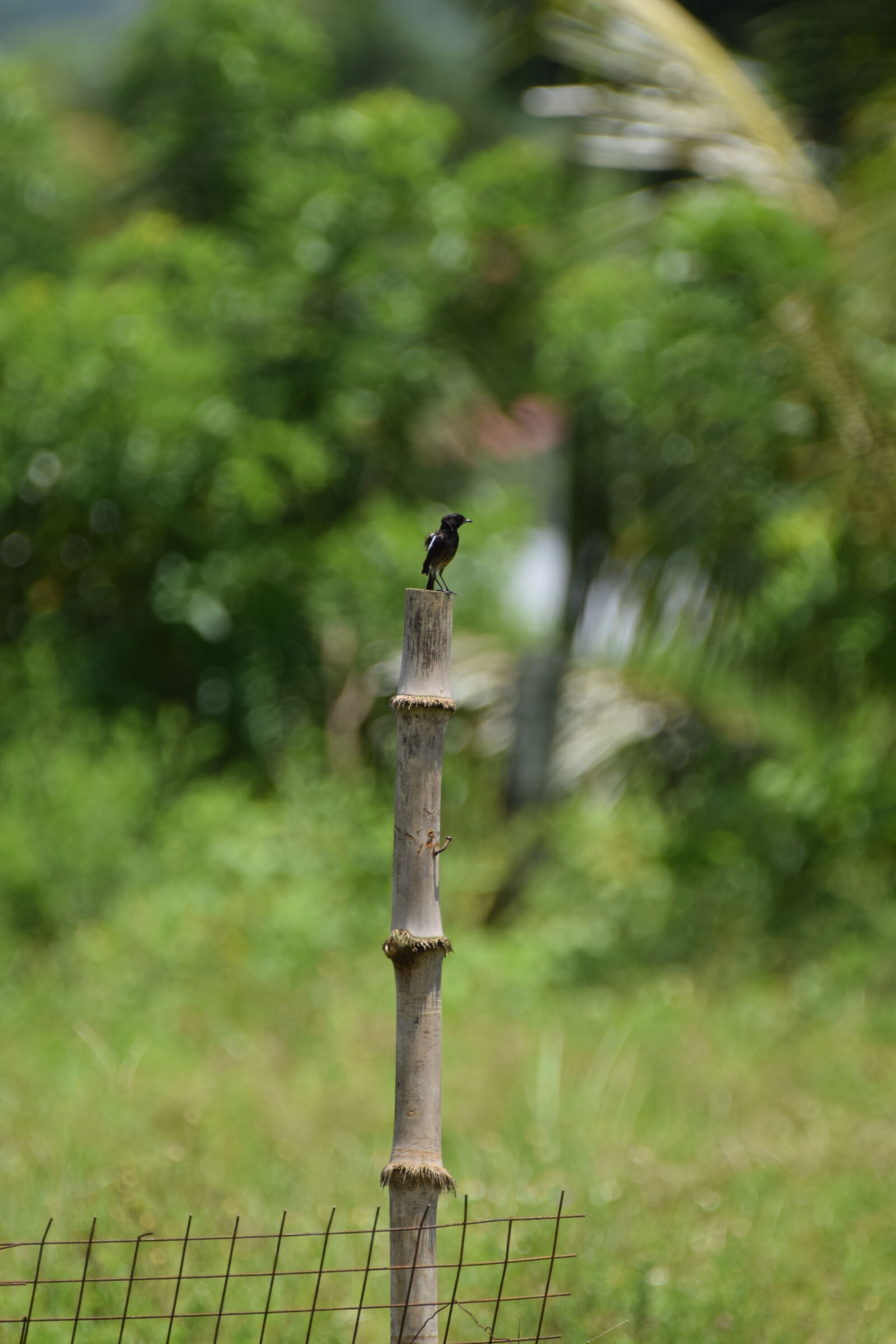 Nikon D3300 sample photo