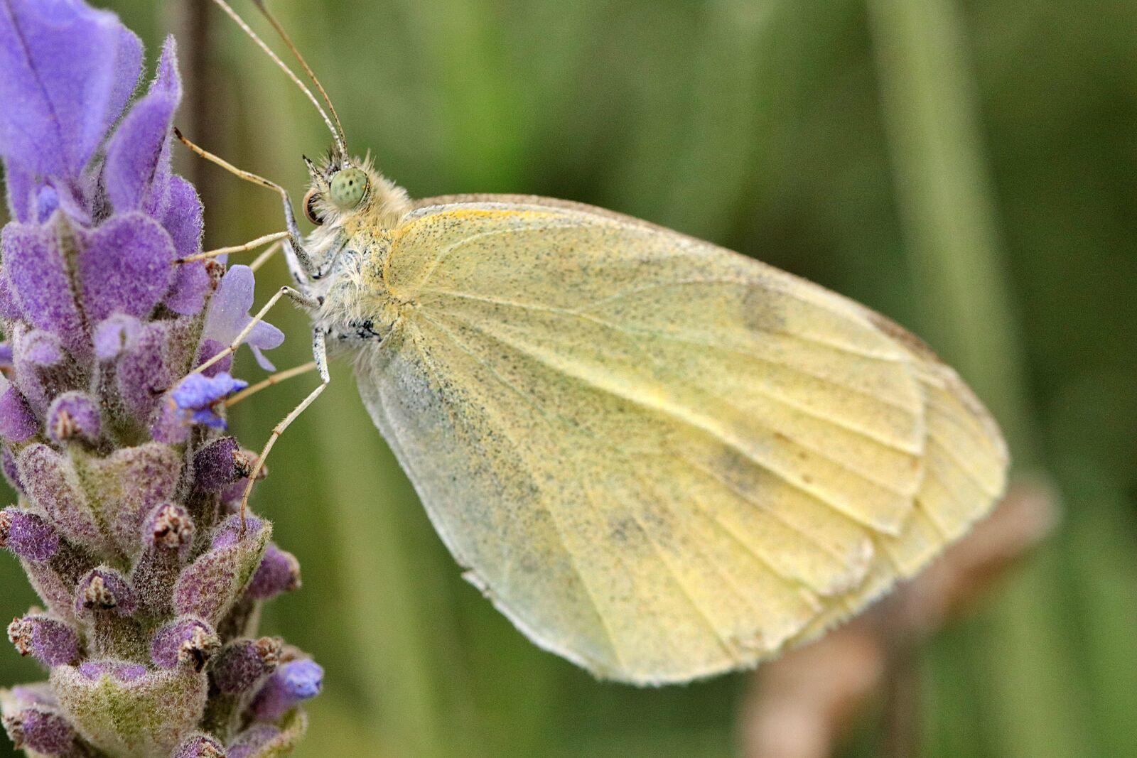 Canon EOS 80D + Canon EF 100mm F2.8L Macro IS USM sample photo. Moth, insect, wings photography