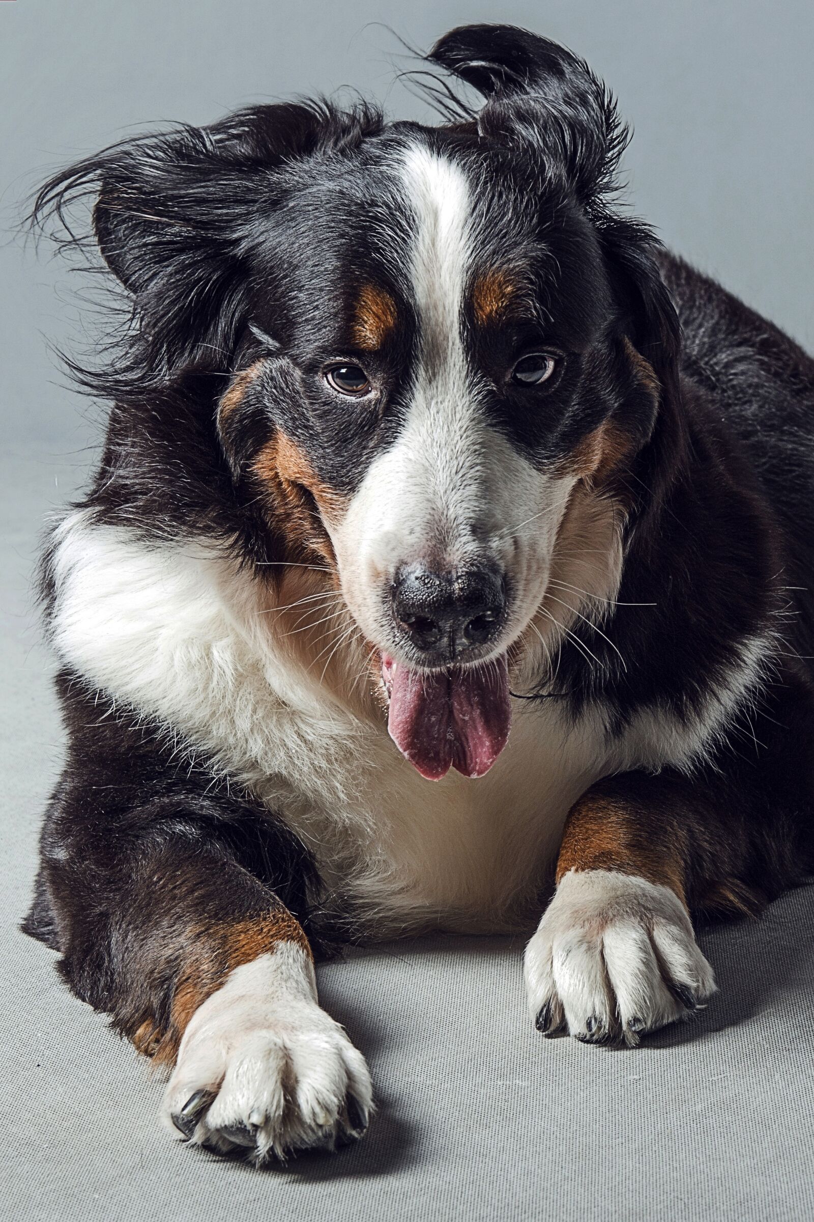 Nikon D800 sample photo. Animal, dog, bernese mountain photography
