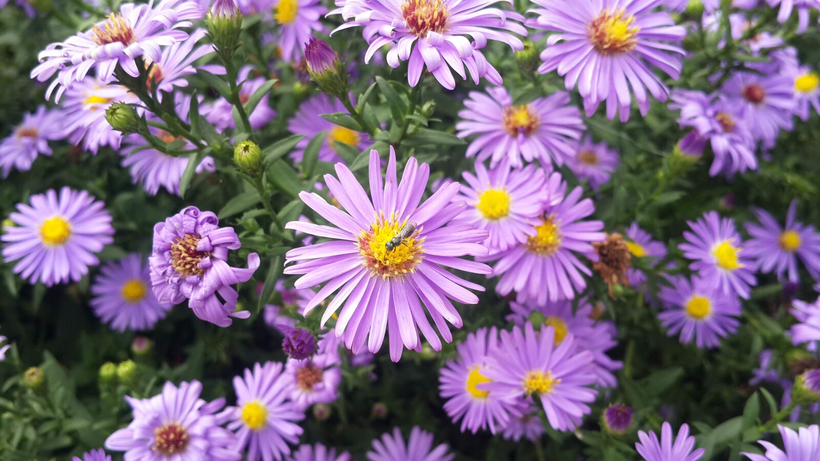 Samsung Galaxy S4 sample photo. Butterfly, flower, purple photography