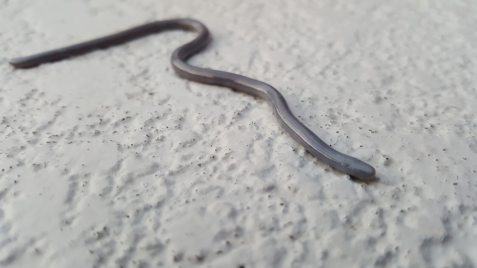 Samsung Galaxy Note5 sample photo. Blind, snake, small photography