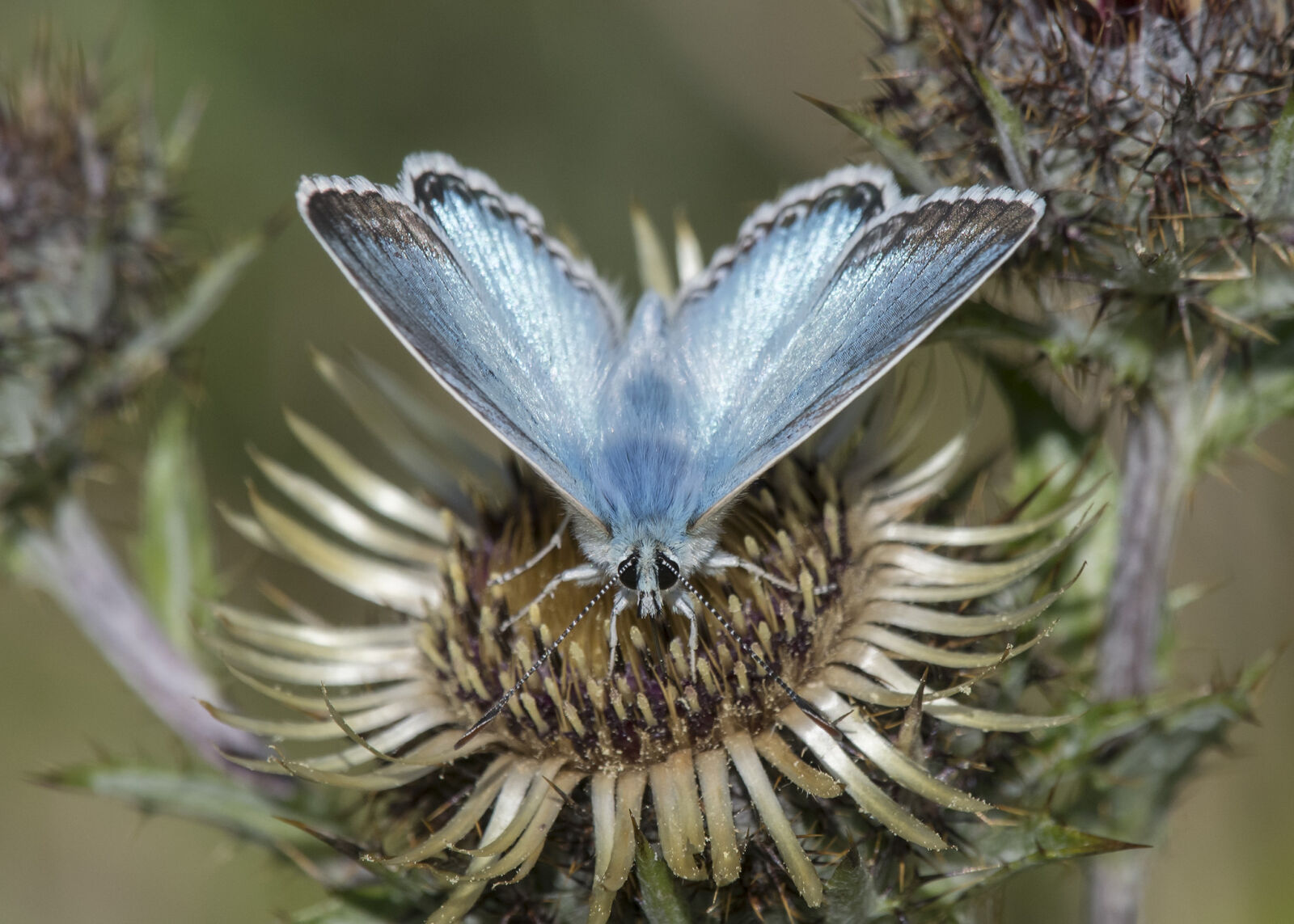 Nikon D500 sample photo. Butterfly, on, a, flower photography