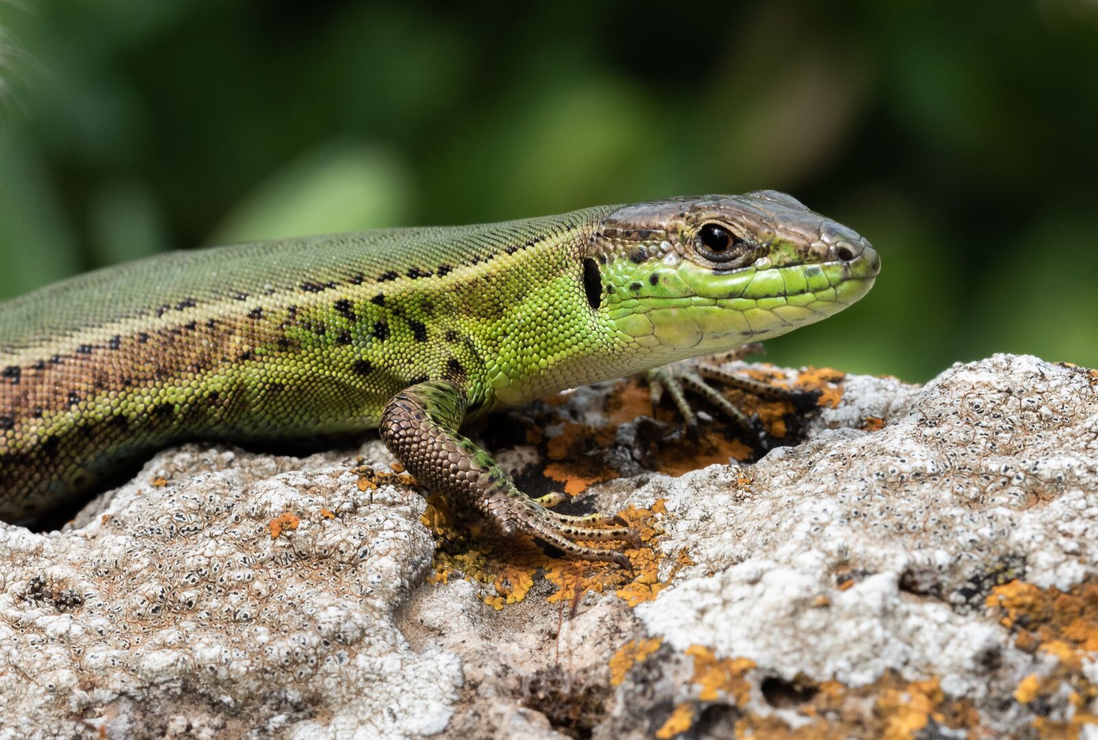 Nikon D810 sample photo. Lizard, close up, animal photography
