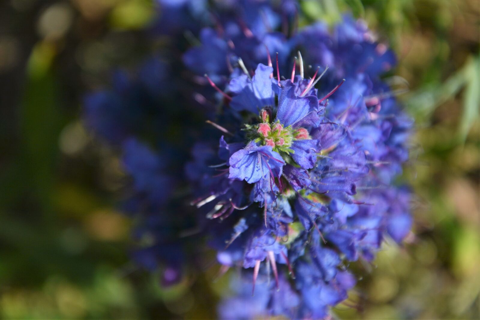 Nikon D7100 sample photo. Flower, nature, summer photography