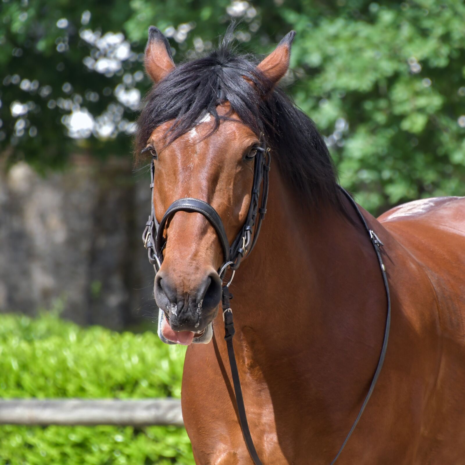 Nikon D500 sample photo. Horse, head, portrait photography