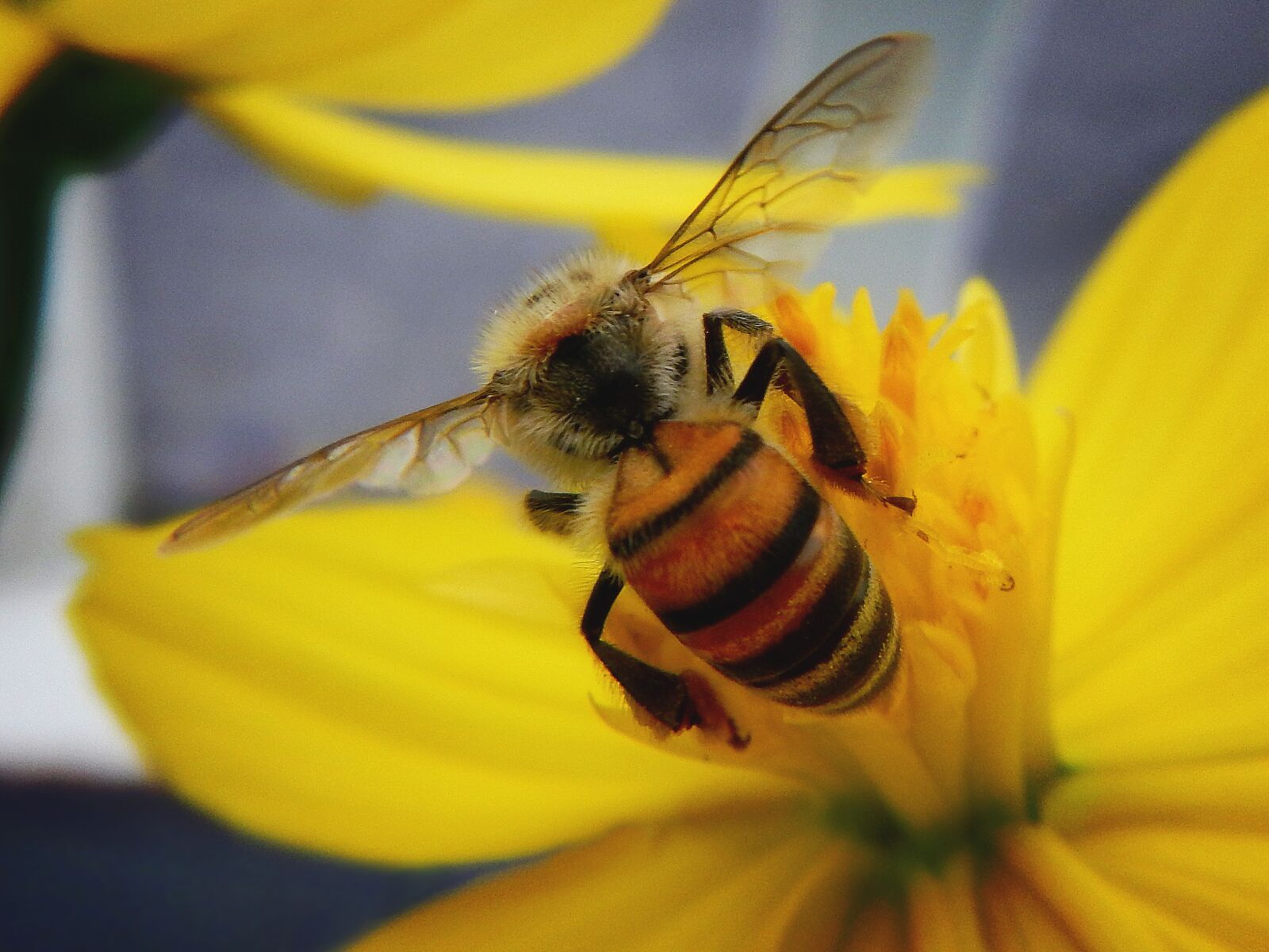 Nikon Coolpix AW110 sample photo. Bee, pollen, pollination photography