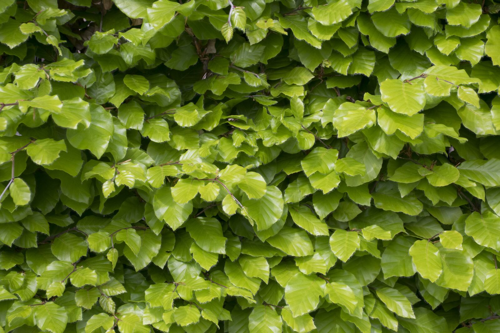 Nikon D5300 sample photo. Leaf, garden, plant photography