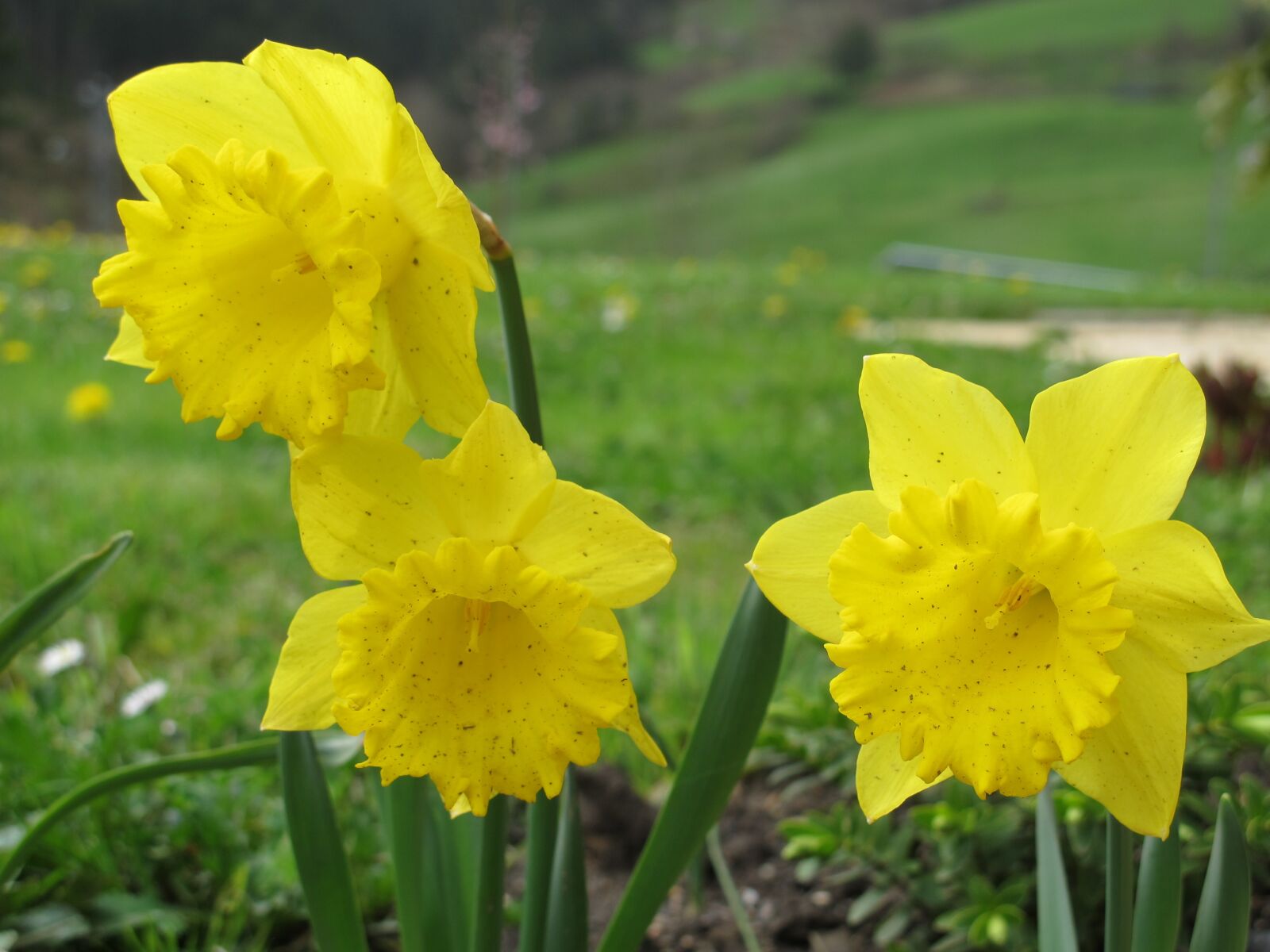 Canon PowerShot G12 sample photo. Daffodil, yellow, garden photography