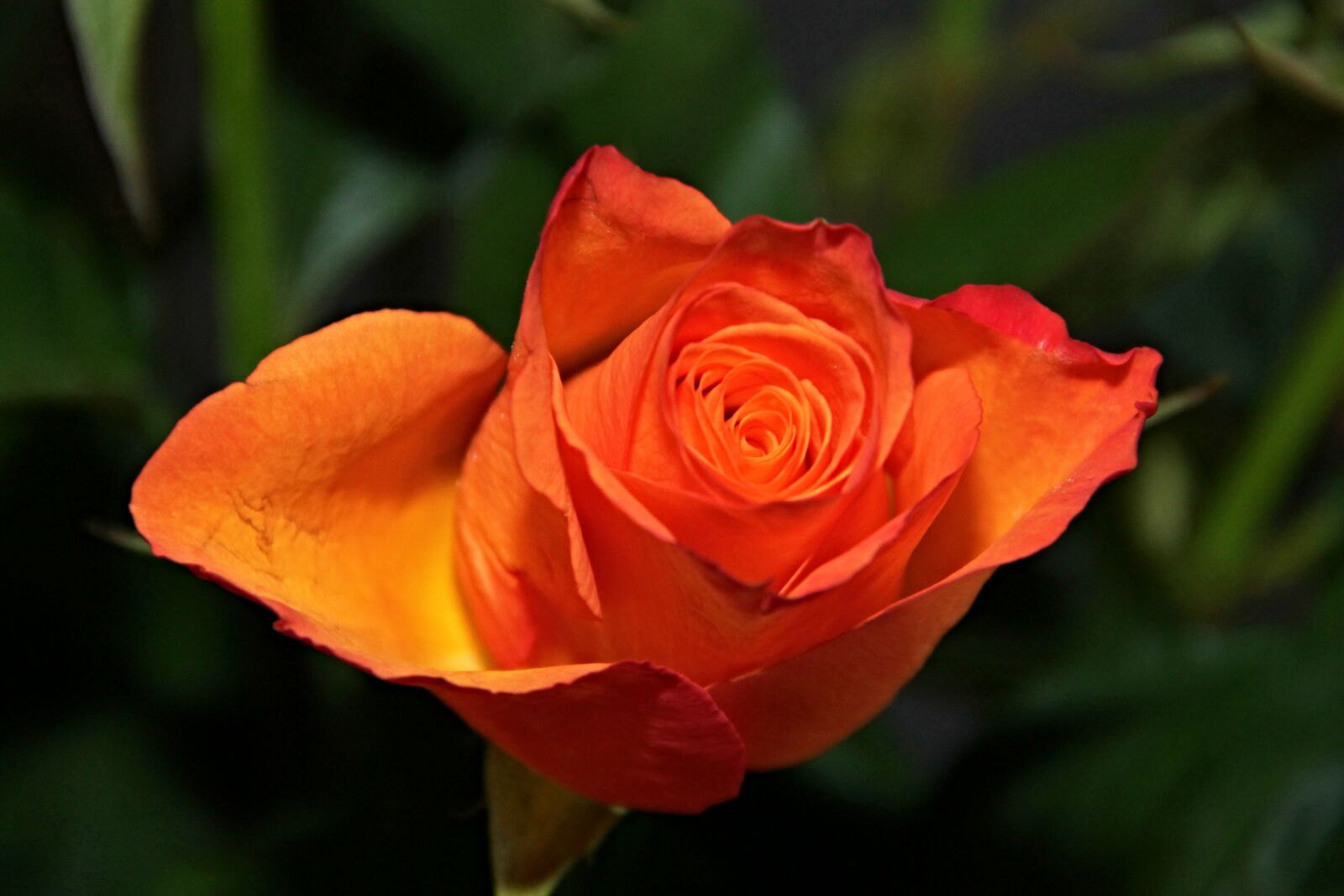 Canon EOS 1100D (EOS Rebel T3 / EOS Kiss X50) sample photo. Rose, blossom, bloom photography