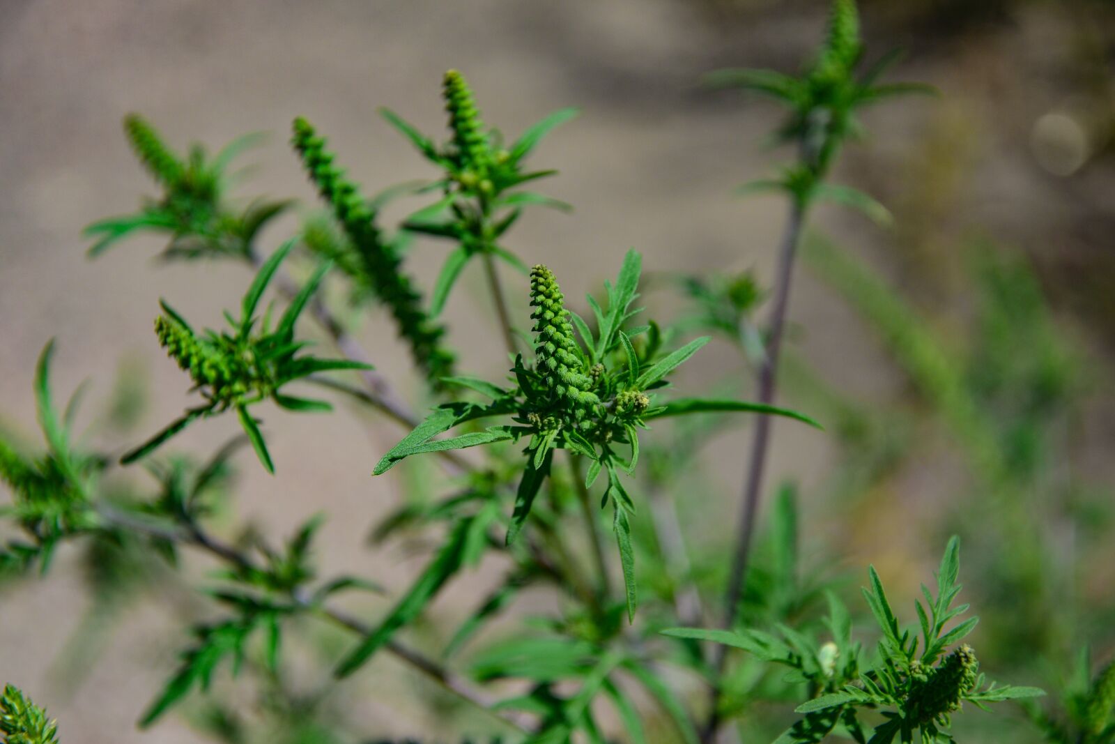 Nikon D3300 sample photo. Green, grass, nature photography