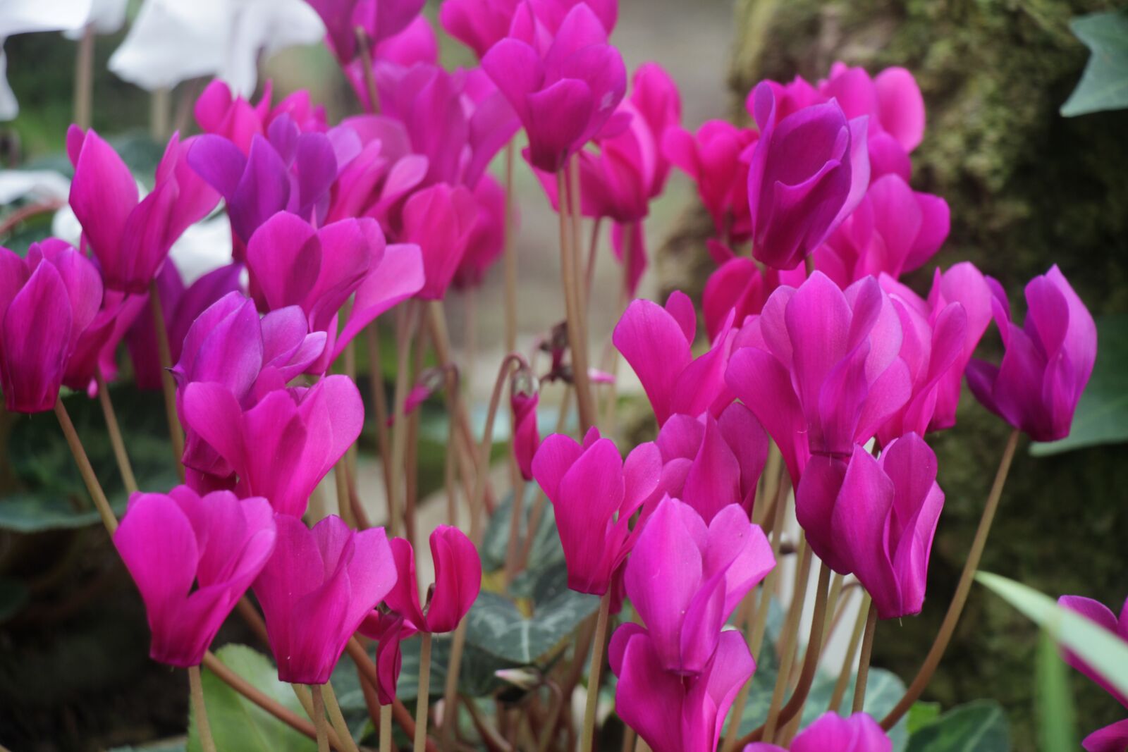 Canon EOS 550D (EOS Rebel T2i / EOS Kiss X4) sample photo. Flowers, purple, spring photography