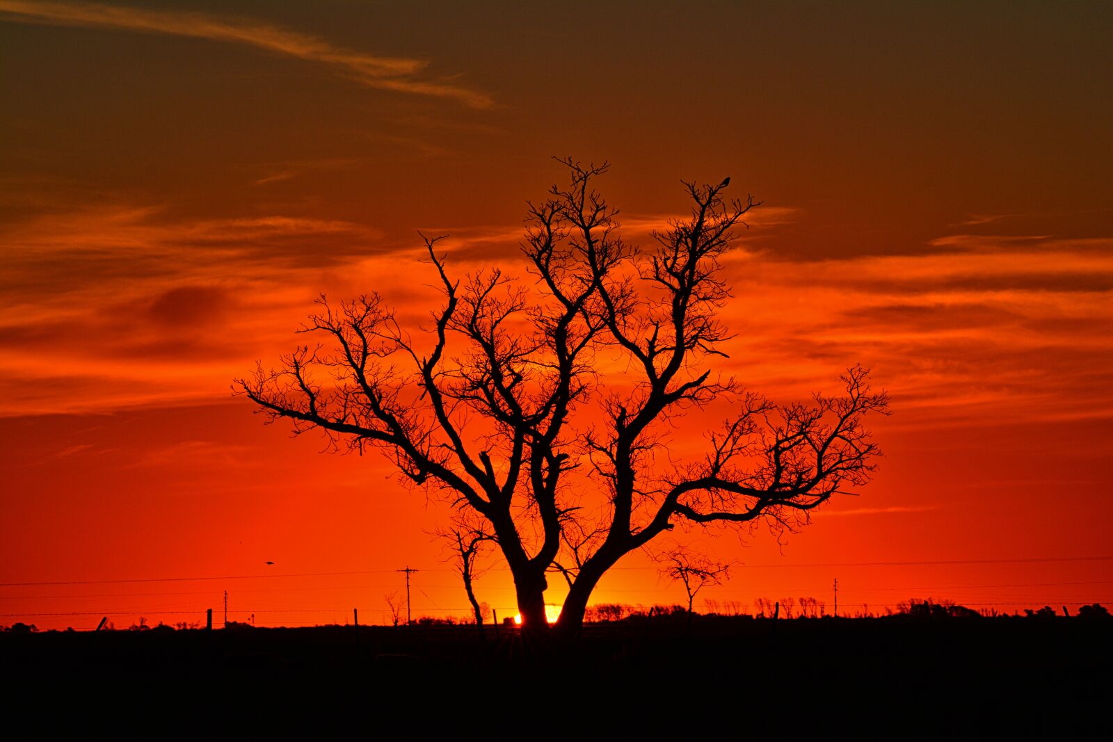 Nikon D7100 sample photo. Tree, landscape, sunset photography