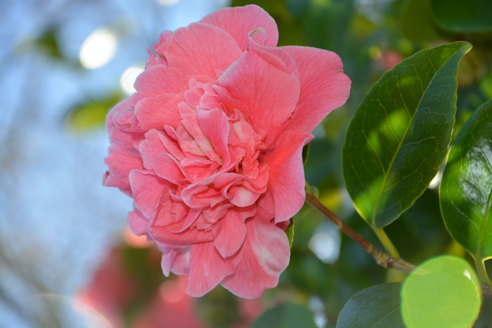 Nikon D5200 sample photo. Flower, pink flower, camelia photography