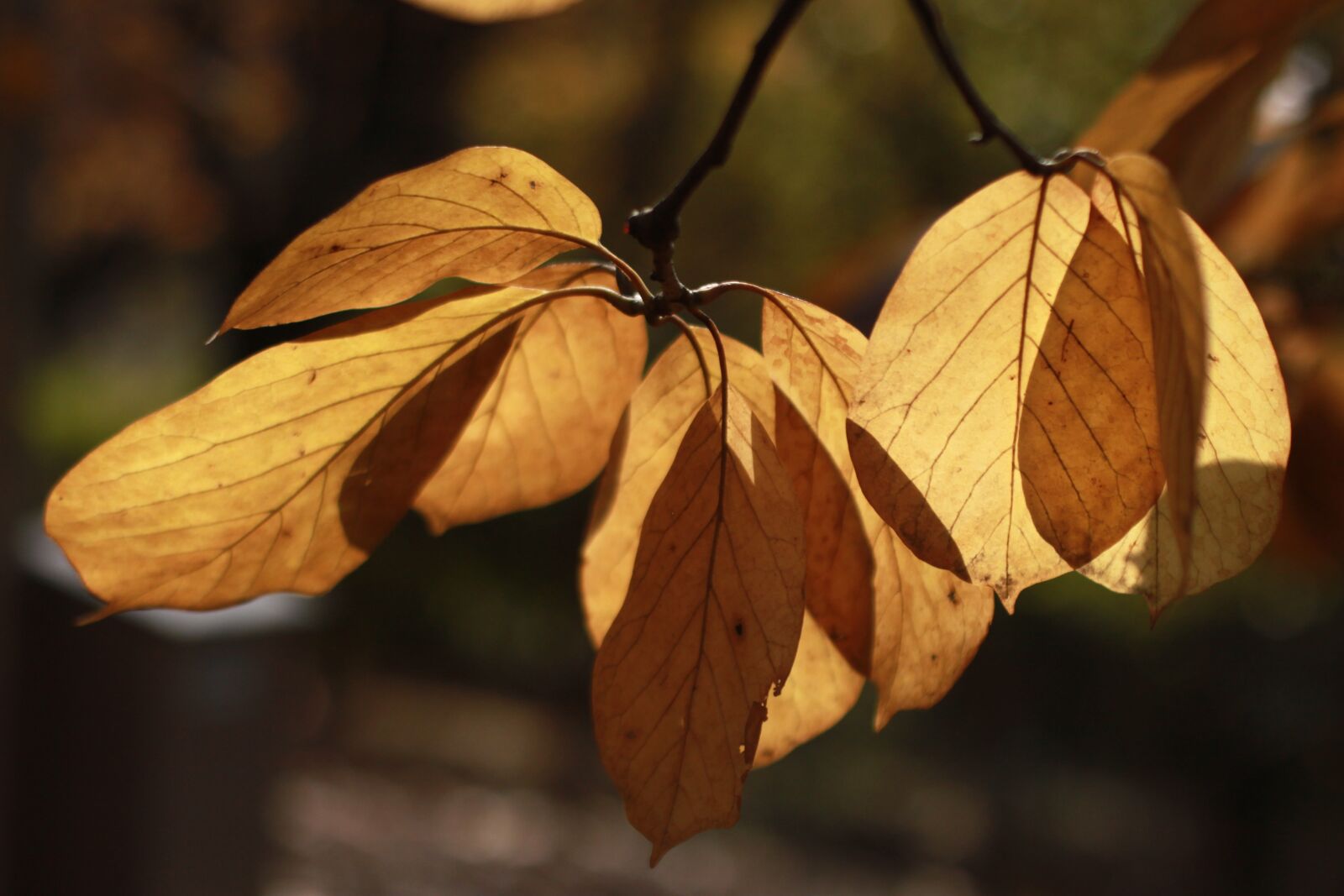 Canon EOS 500D (EOS Rebel T1i / EOS Kiss X3) sample photo. Autumn leaves, maple leaf photography