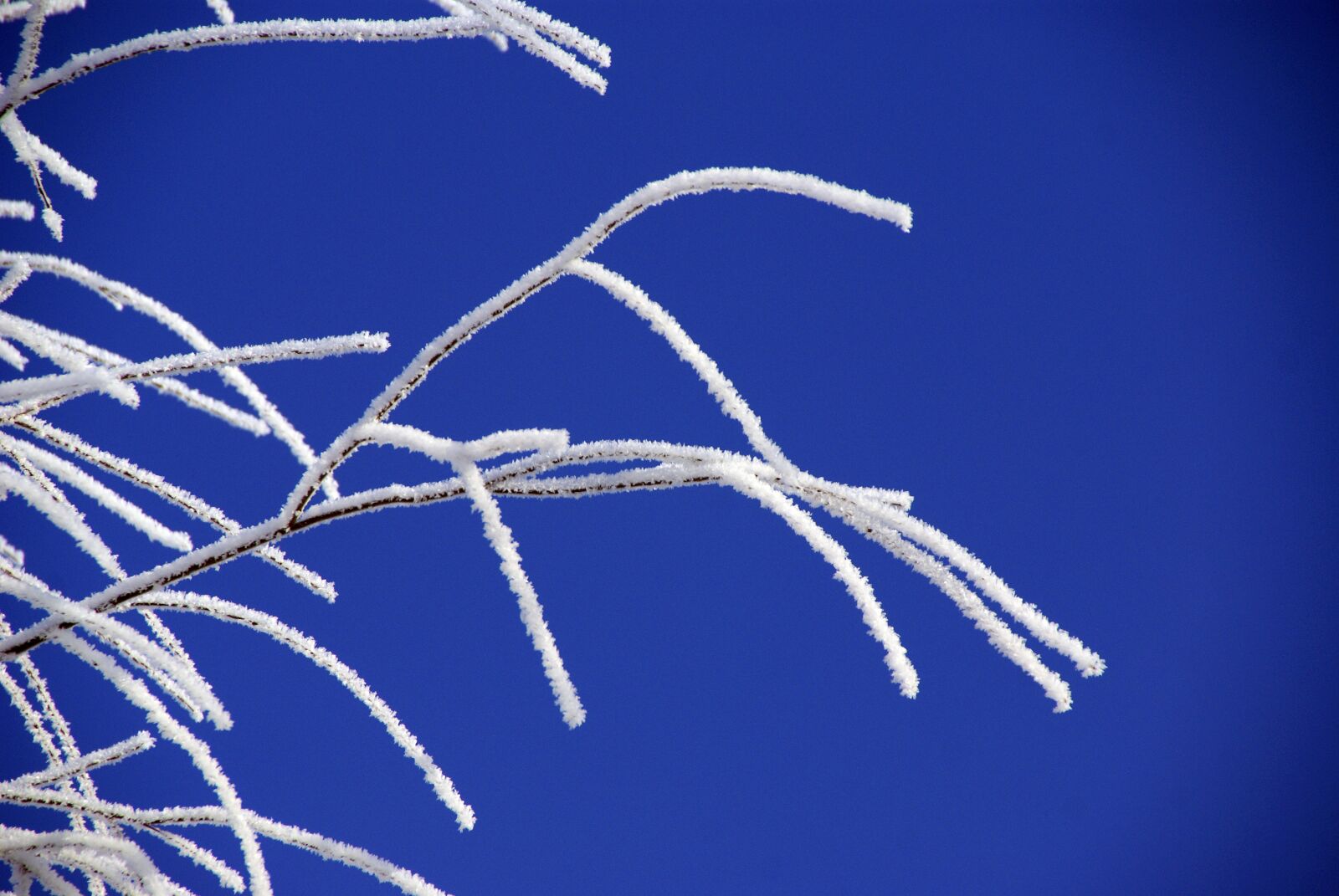 Sony Alpha DSLR-A100 sample photo. Branch, leann, winter photography