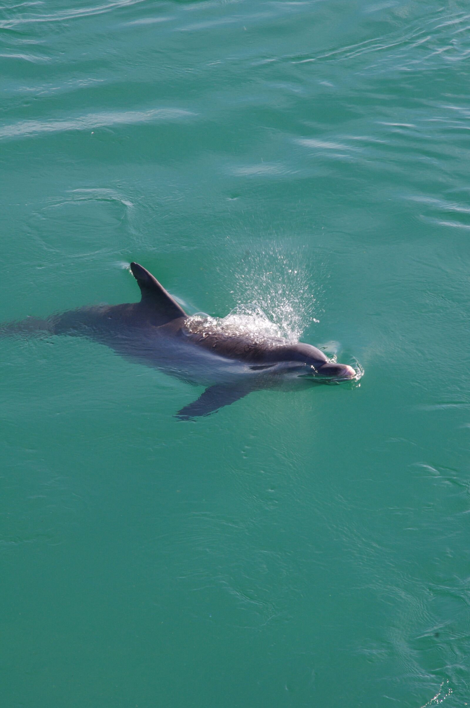 Pentax K-x sample photo. Dolphin, fish, animal photography