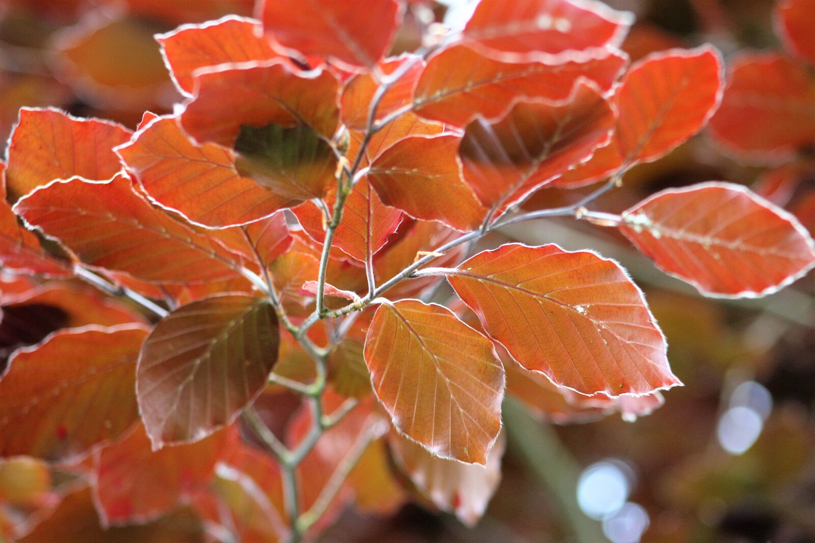 Canon EF75-300mm f/4-5.6 sample photo. Leaf, fall, nature photography