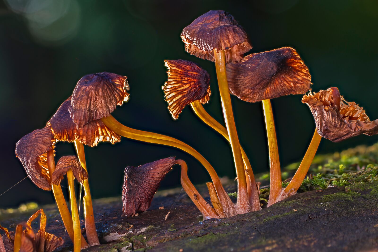 Tamron SP AF 60mm F2 Di II LD IF Macro sample photo. Mushroom, mushrooms, sponge photography