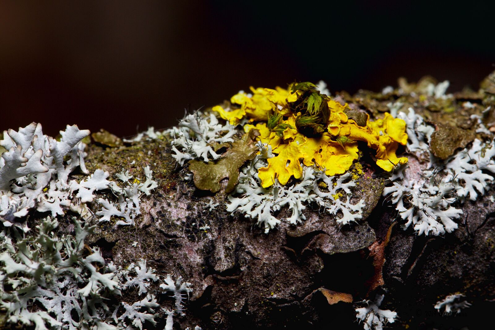 Canon EF 100mm F2.8L Macro IS USM sample photo. Forest, lichen, close up photography