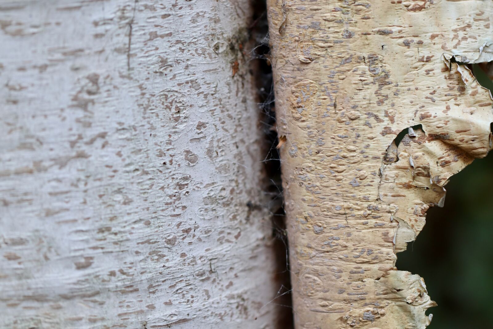 Canon EOS 800D (EOS Rebel T7i / EOS Kiss X9i) sample photo. Birch bark, sch lbirke photography