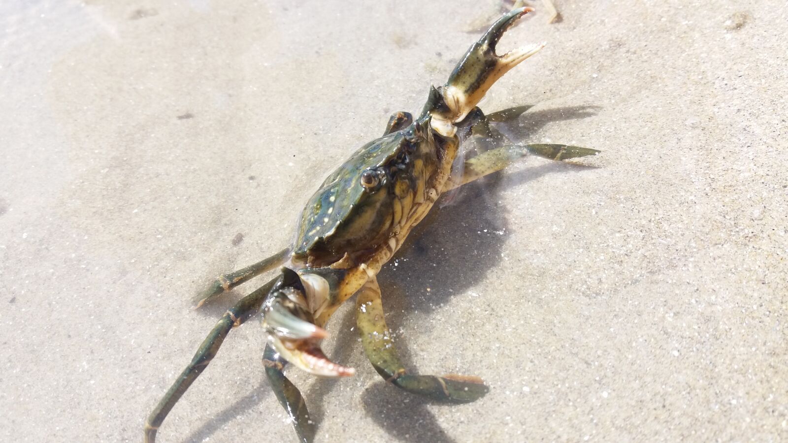 Samsung Galaxy J5 sample photo. Crab, mediterranean, beach photography