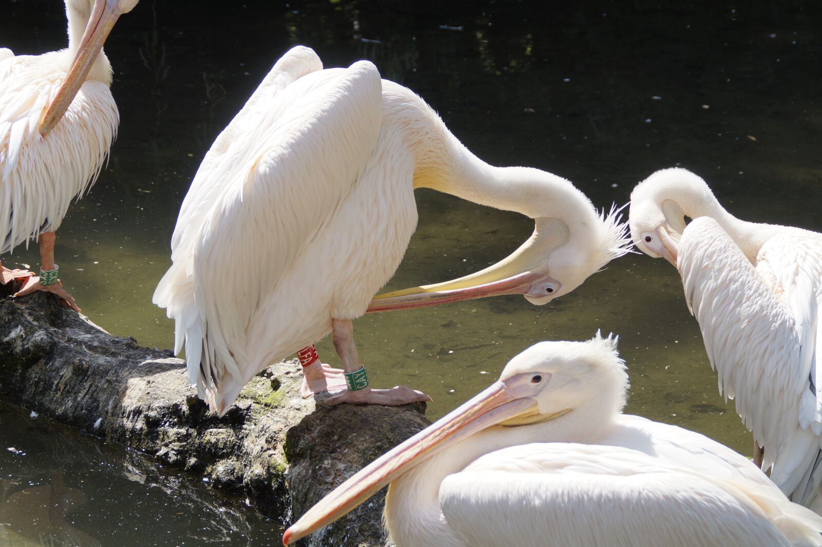 Sony SLT-A58 sample photo. Pelicans, bill, birds photography