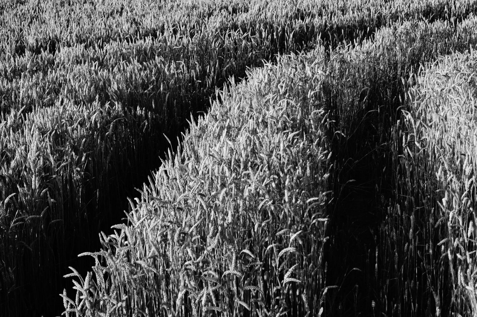 Sony DT 18-55mm F3.5-5.6 SAM II sample photo. Grayscale, corn, fields, during photography